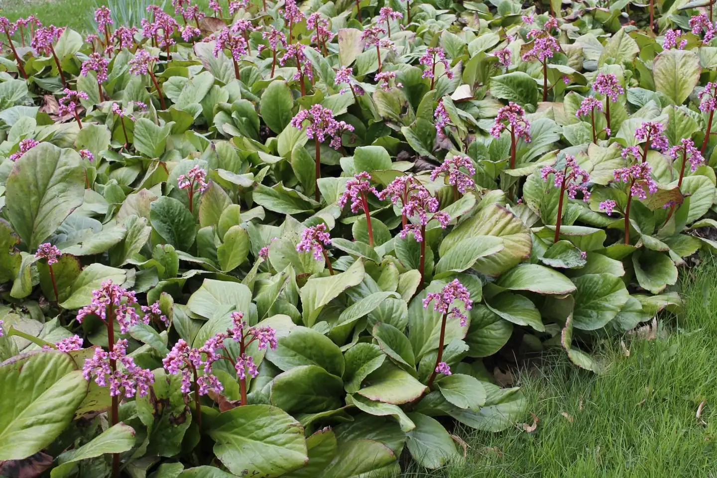 Herttavuorenkilpi Bergenia cordifolia