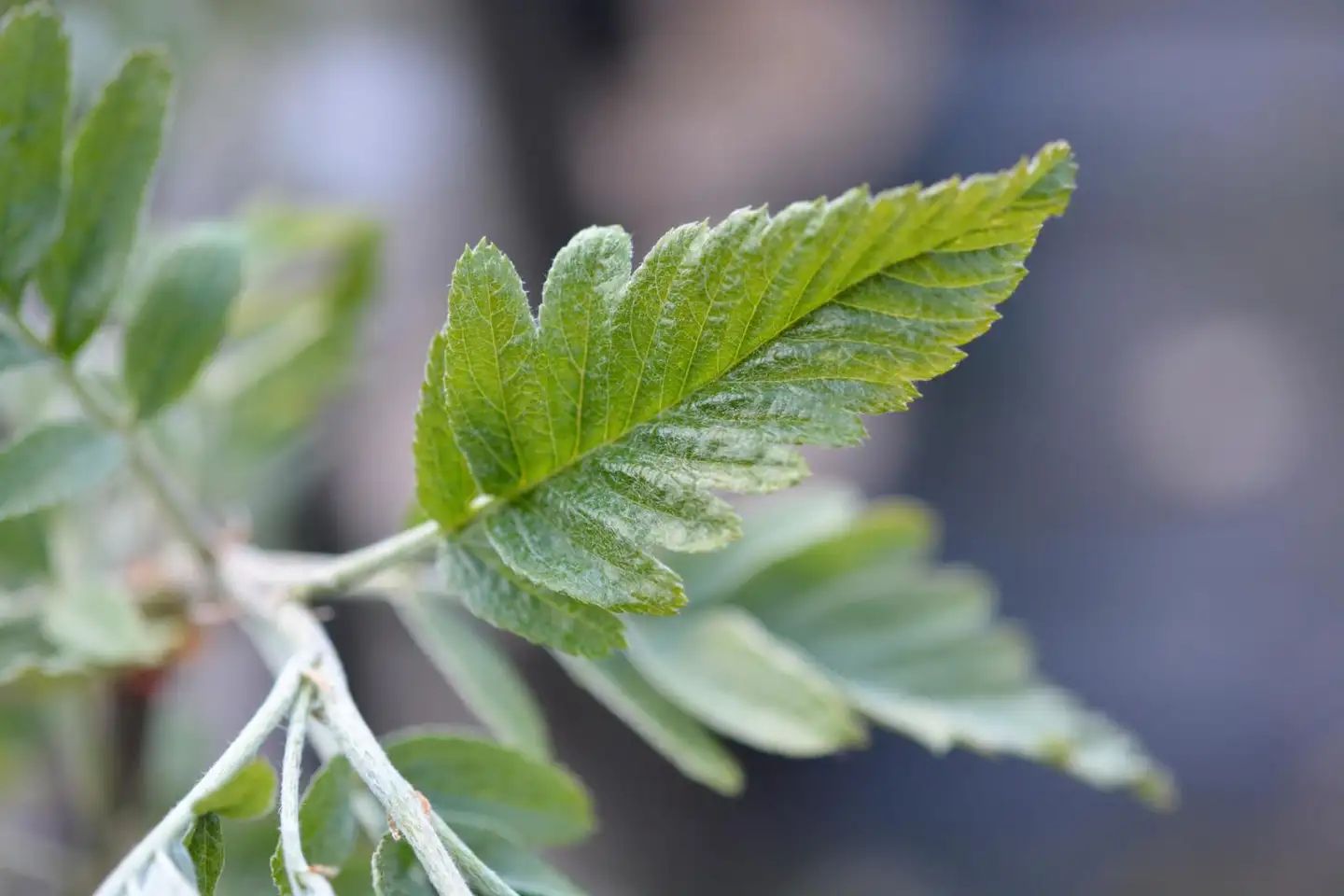 Taatanpihlaja 150-250 cm astiataimi Sorbus x thuringiaca