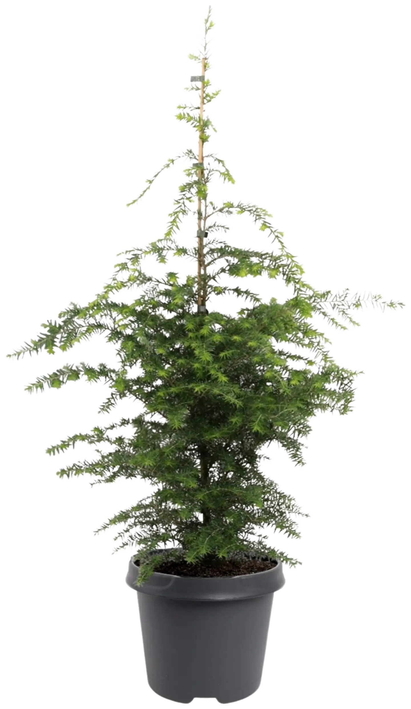 Kanadanhemlokki 60-80 cm astiataimi 5 l ruukku Tsuga canadensis