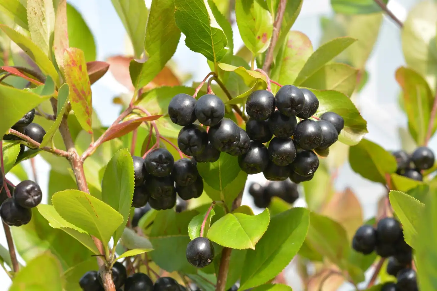 Marja-aronia 'Viking' Jumbo 7,5 l astiassa - 1
