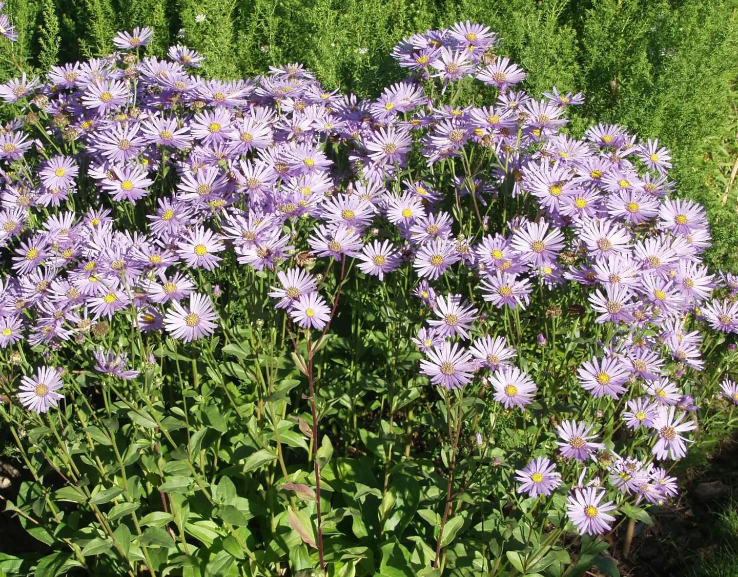 Elokuunasteri Aster amellus, väri sinivioletti