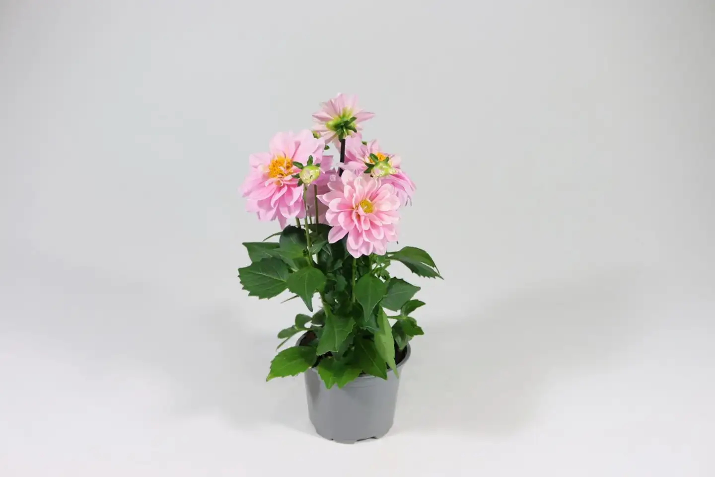 Daalia 'Labella Media´ 12 cm ruukussa - 2