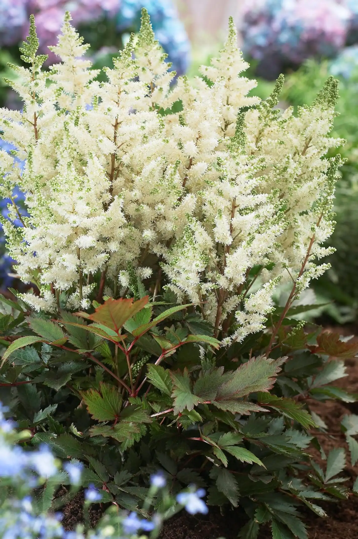 Jaloangervo 'Younique White' Astilbe 'Younique White'