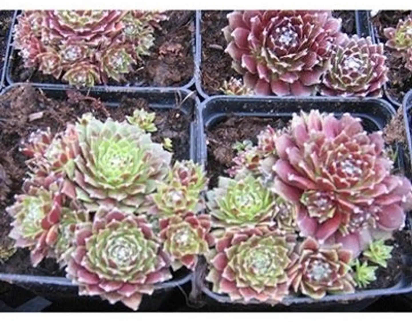 Marmorimehitähti Sempervivum marmoreum