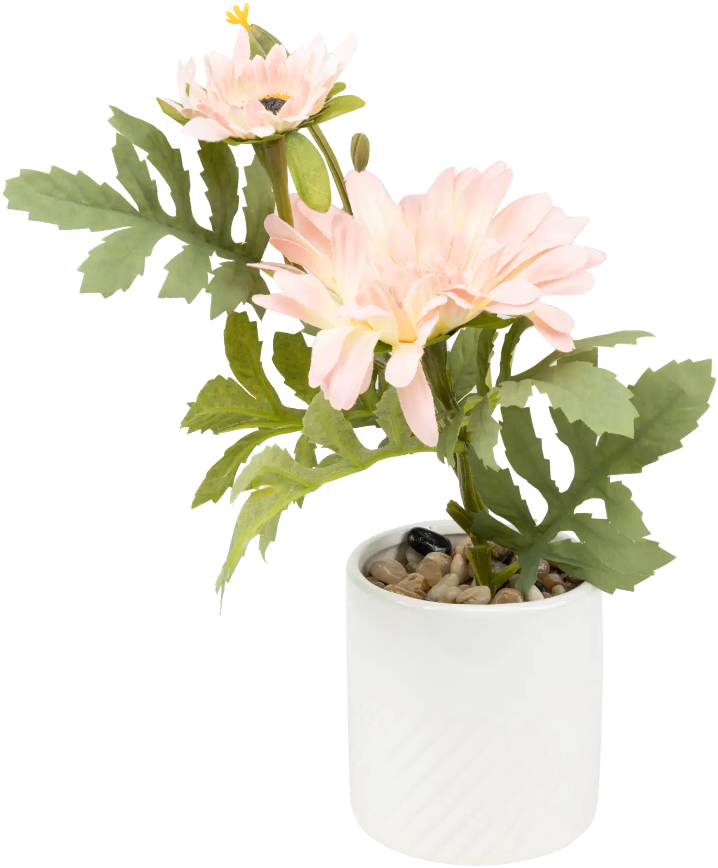 Koristekasvi Calendula pinkki ruukussa