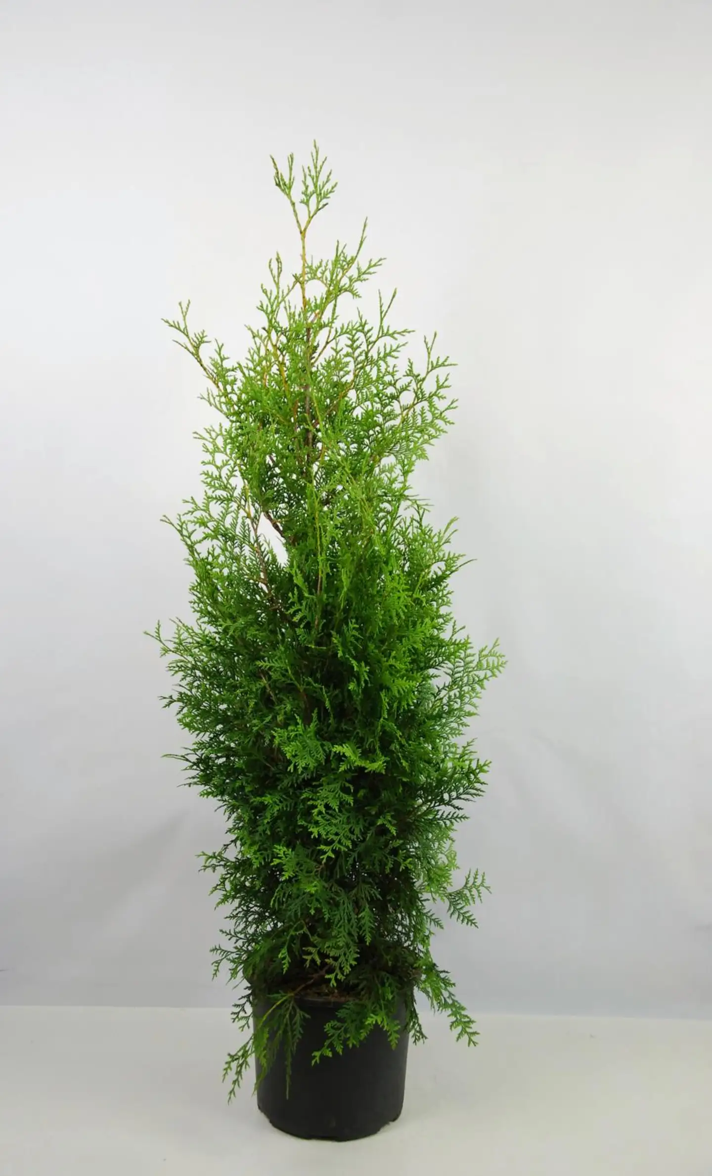 P-Plant kartiotuija 'Brabant' 120-140cm astiataimi ruukutettu