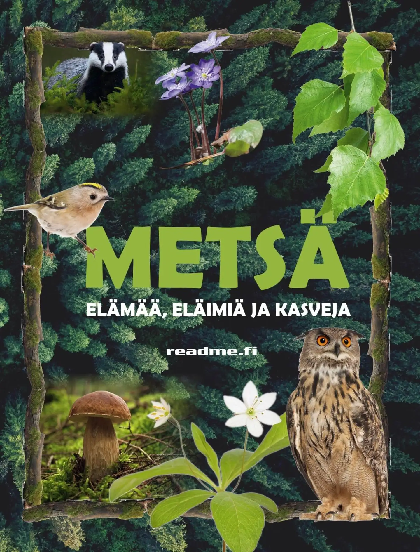 Ovaskainen, Metsä - elämää, eläimiä ja kasveja