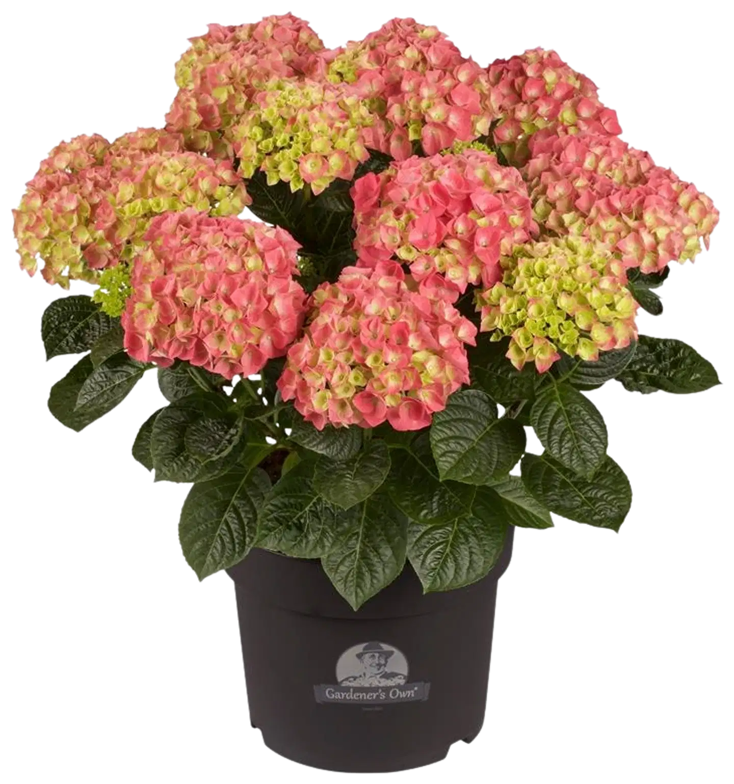 Hortensia RK 21 cm roosa
