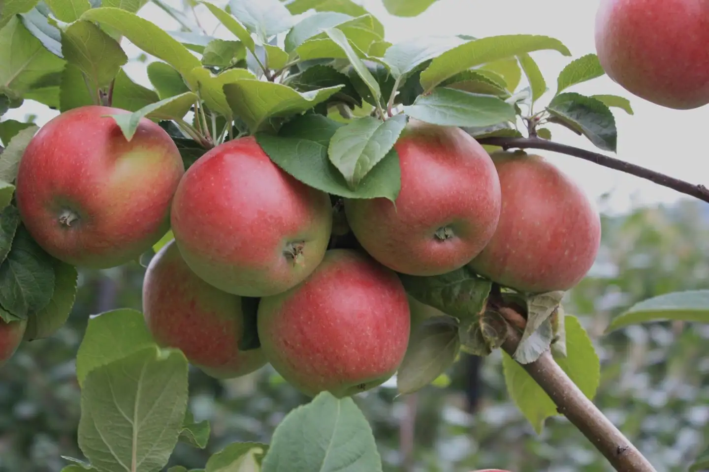 Omena 'Amorosa' kääpiöivä talvilajike, Malus domestica  'Amorosa'