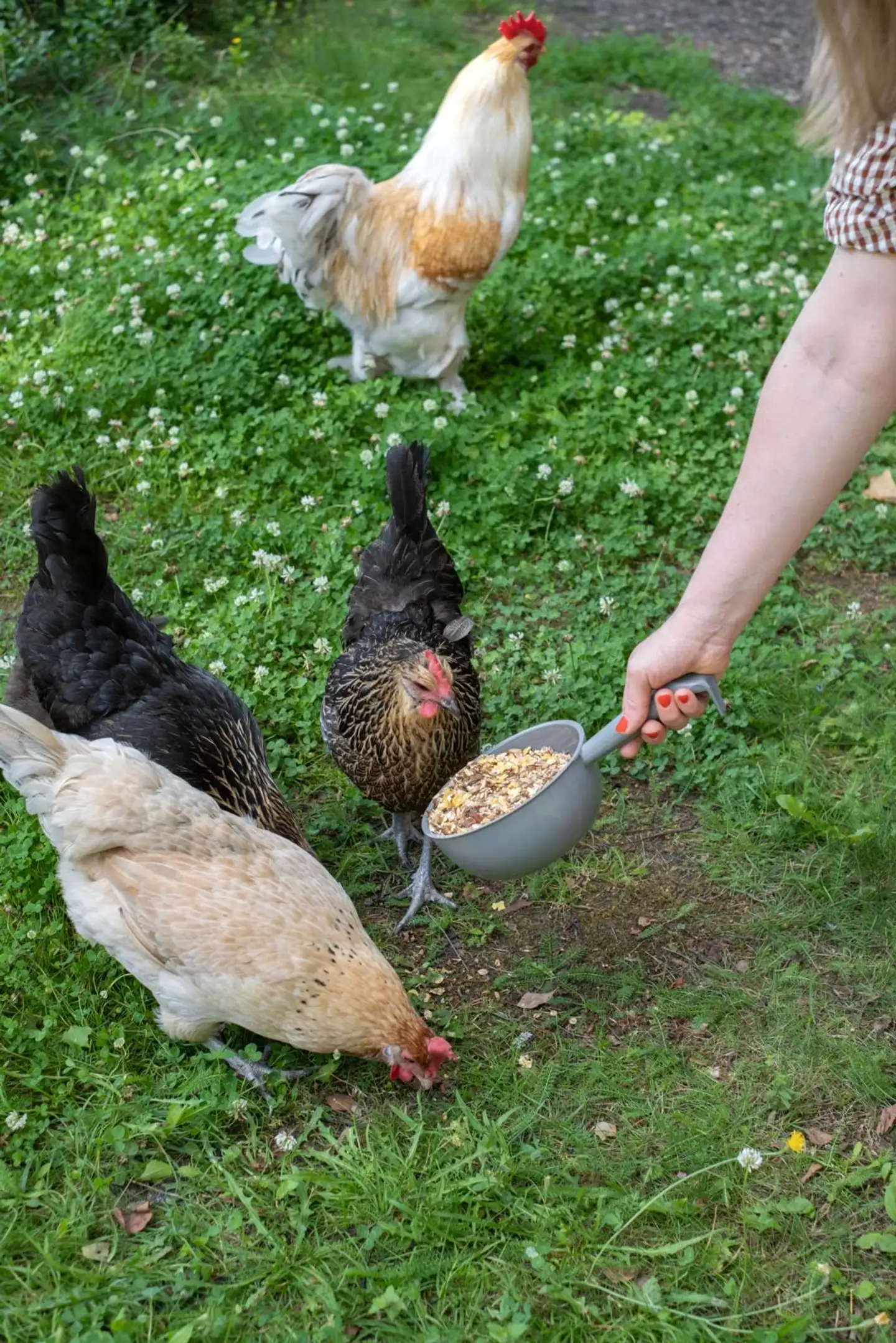 Orthex vesikauha 1 L - 3