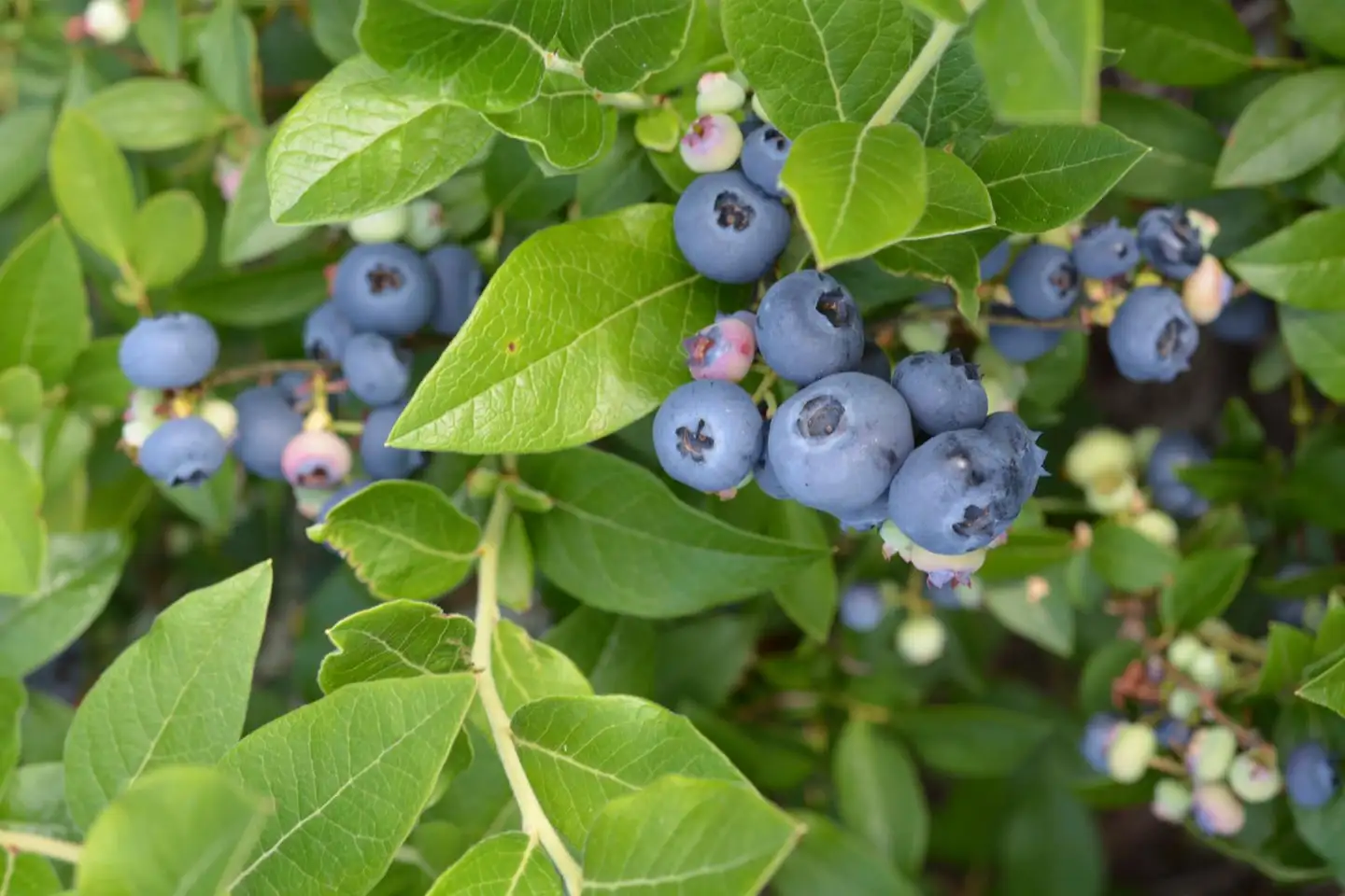 Tarhapensasmustikka 'Northblue' Vaccinium angustifolium 'Northblue', astiataimi 2 L