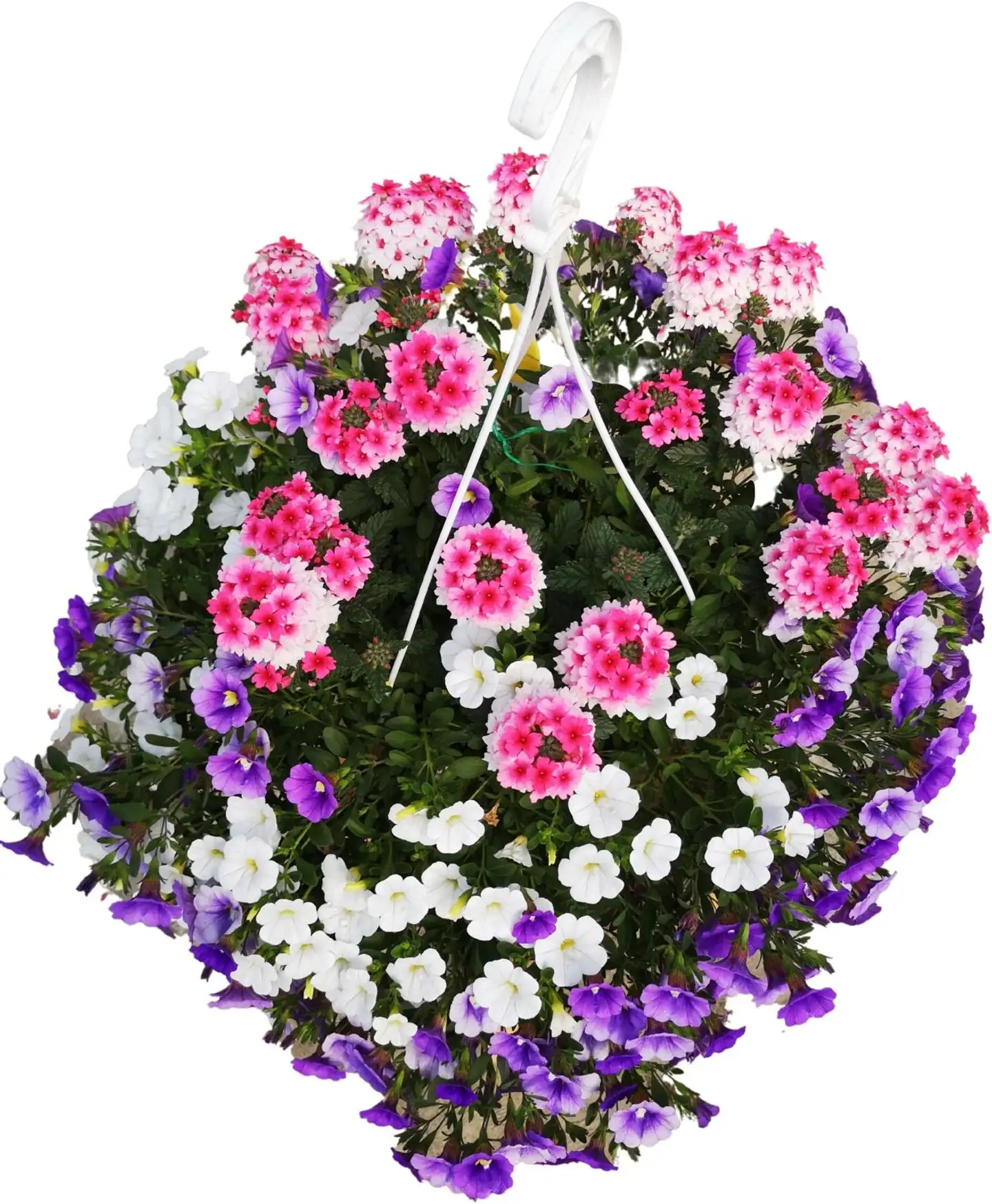 Seka-amppeli 25cm - 3