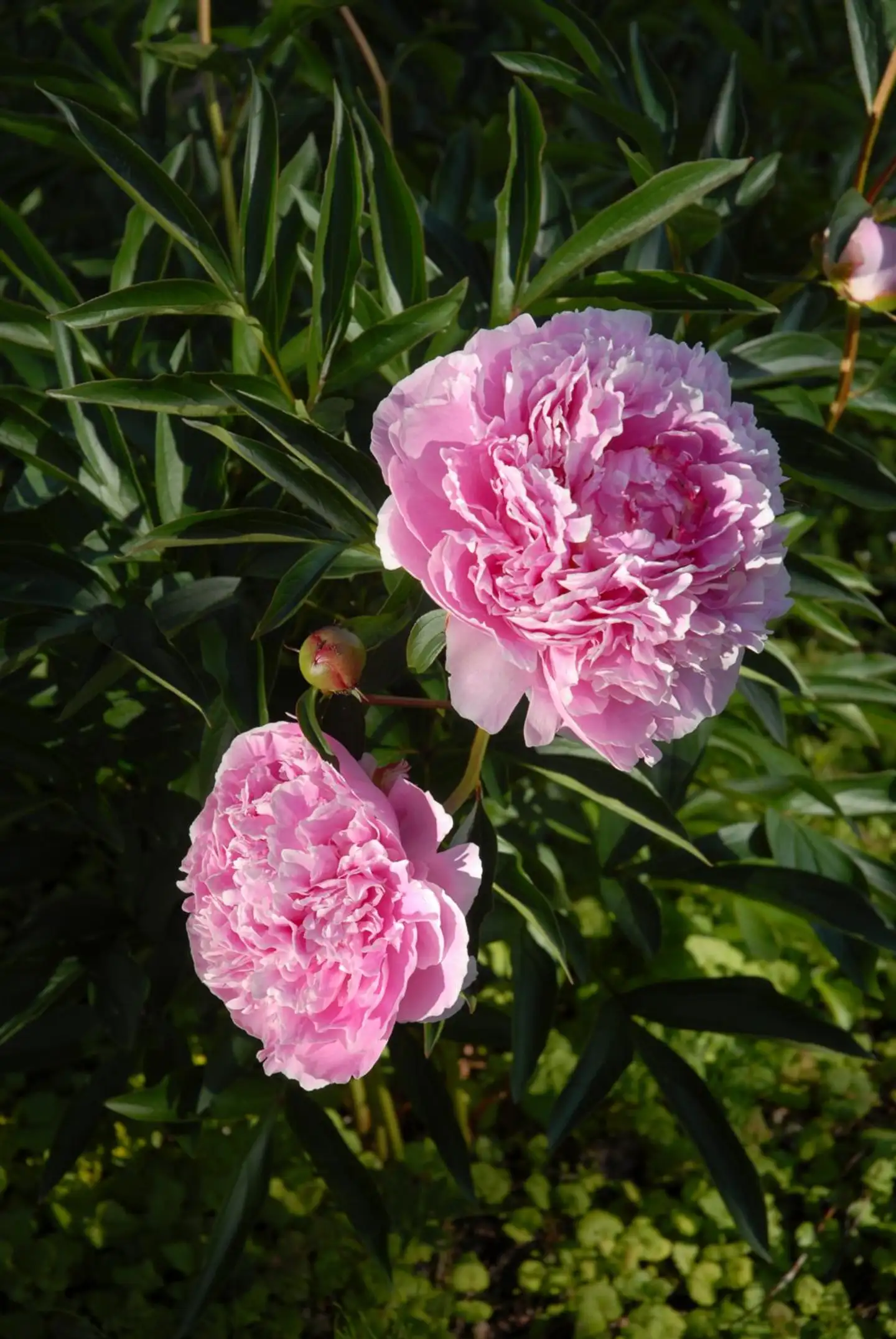 Kiinanpioni 'Sarah Bernhardt' Paeonia lactiflora