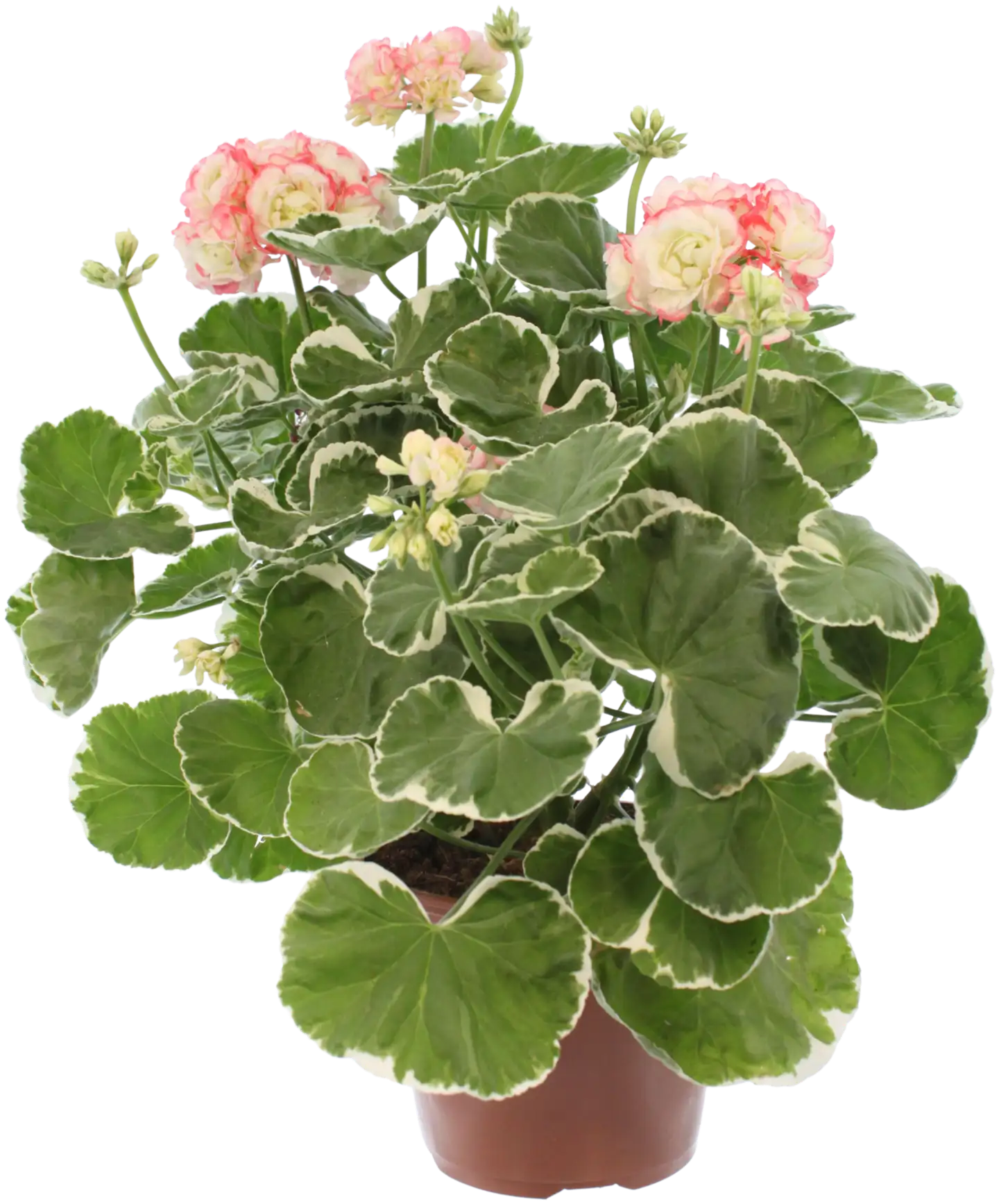 Perinnepelargoni 13 cm - 6