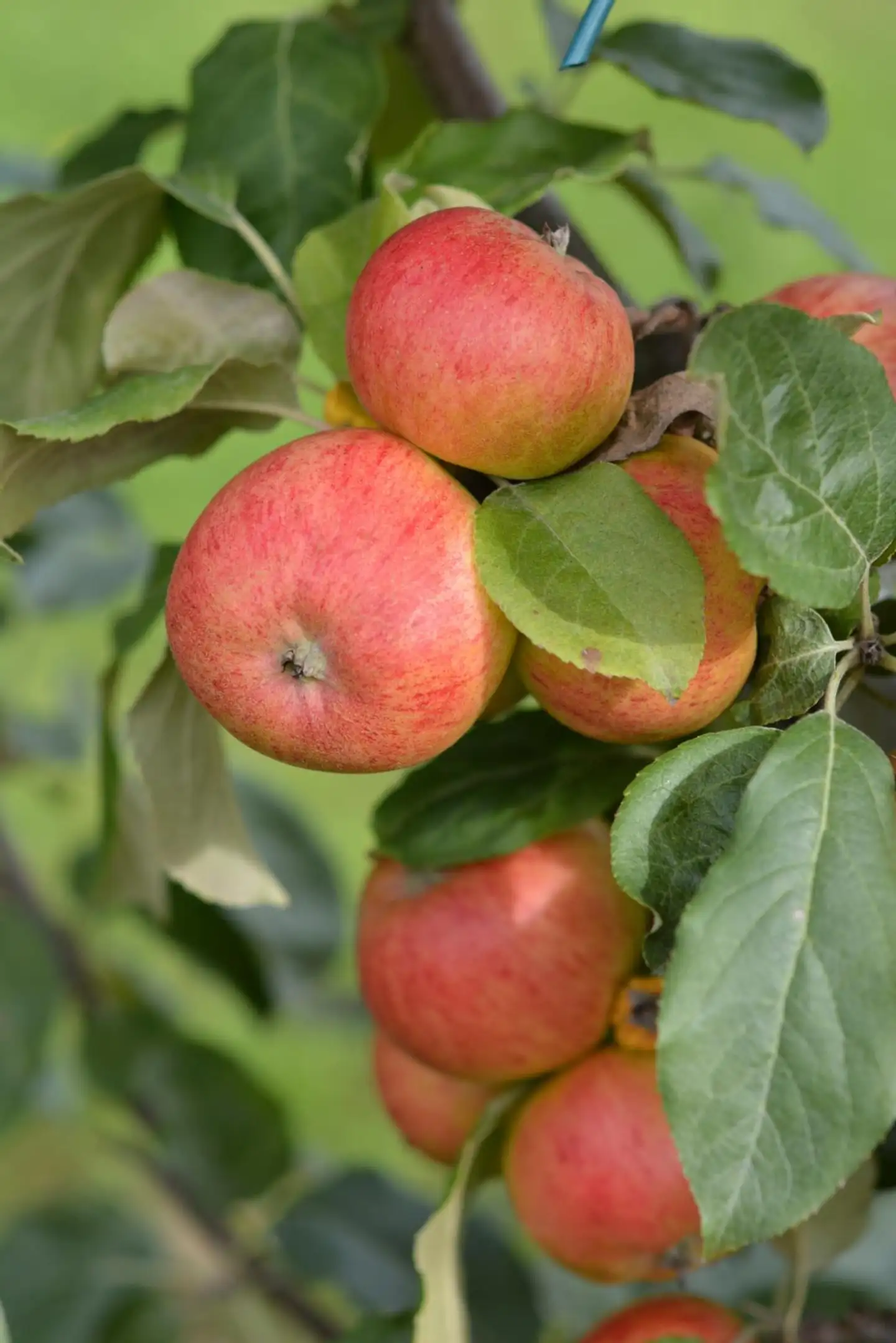 Omenapuu 'Borgovskoje' kesälajike, Malus domestica 'Borgovskoje'