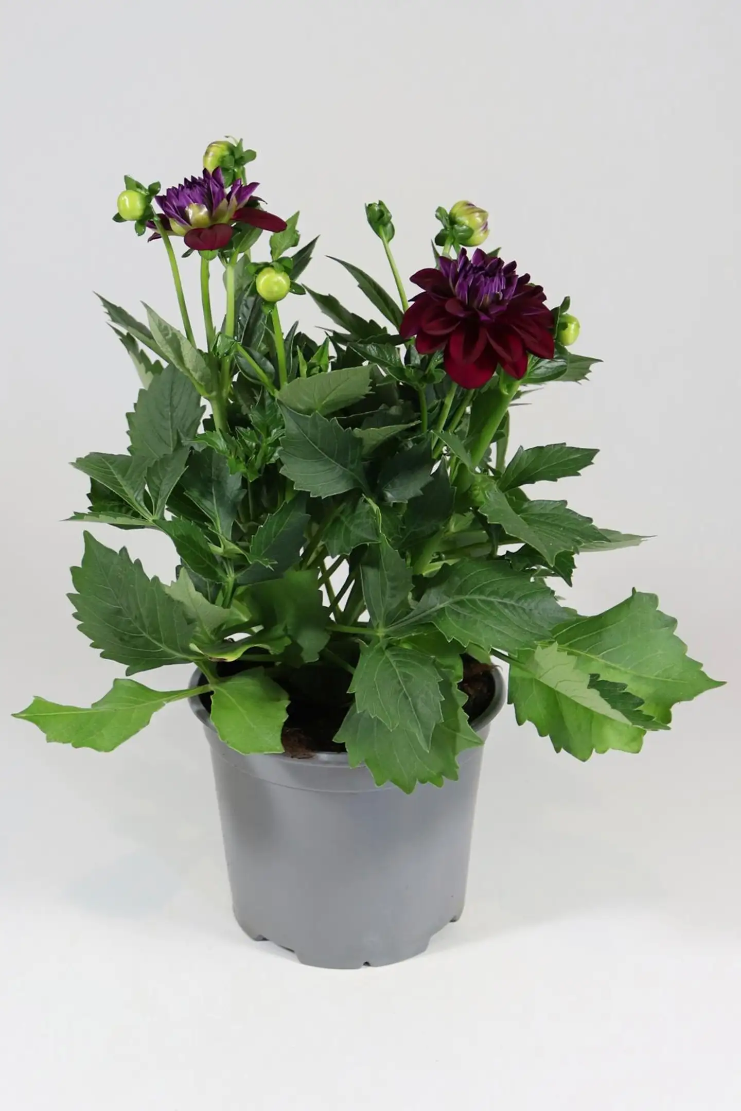 Patio Daalia Mix 19 cm - 2