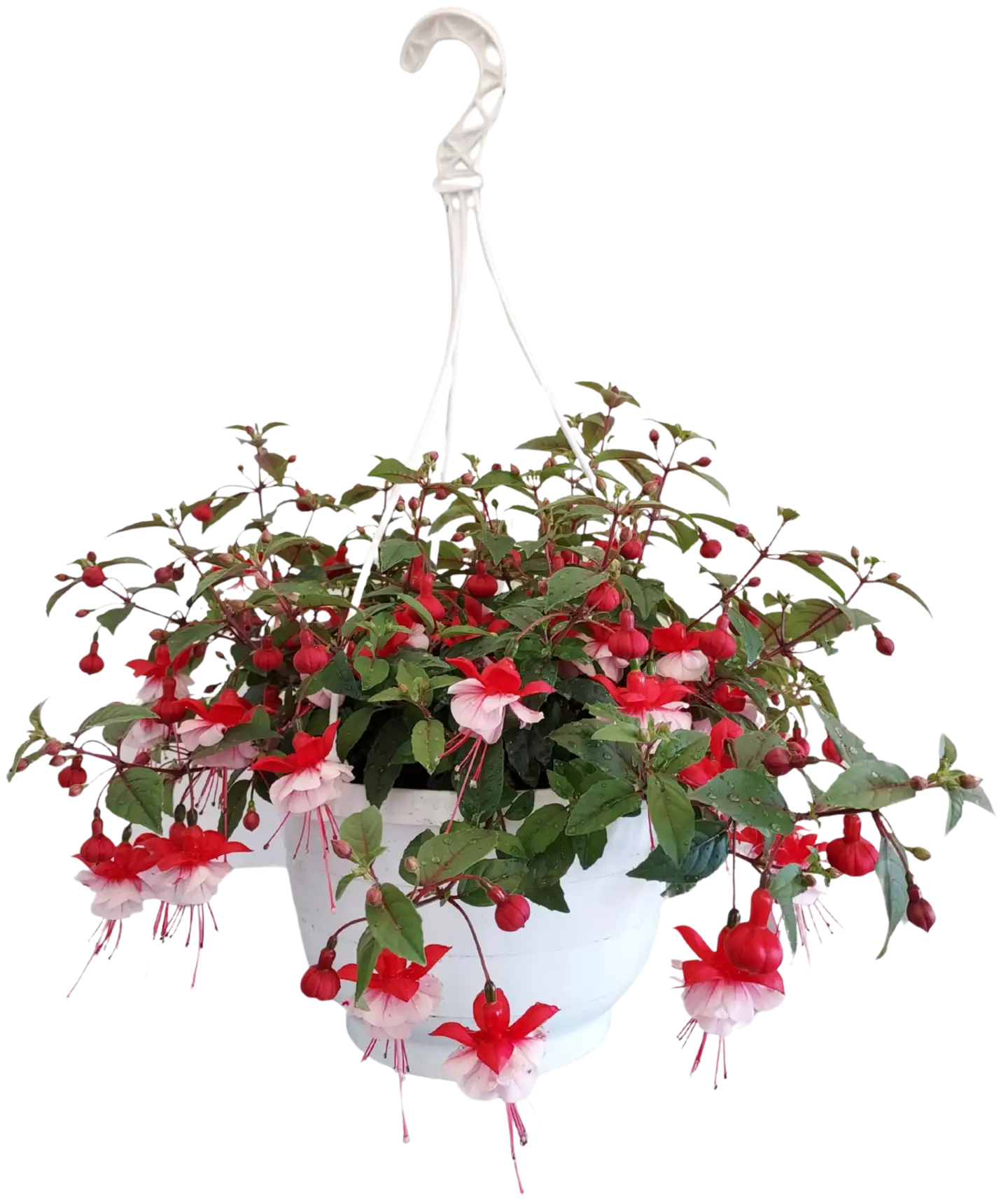 Heimosen Puutarha Verenpisara-amppeli 23cm - 1