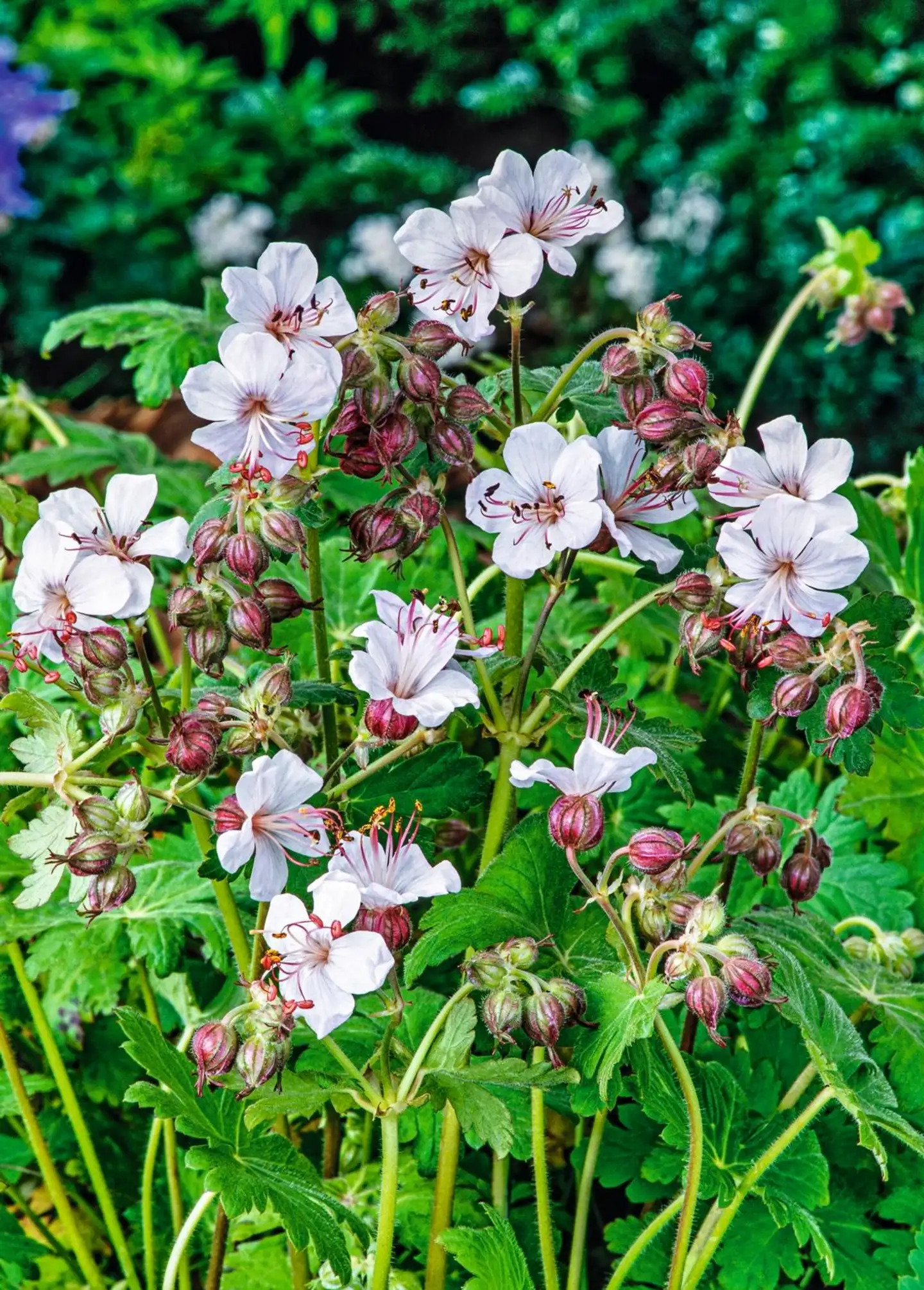 Tuoksukurjenpolvi 'Spessart' Geranium macrorrhizum 'Spessart'