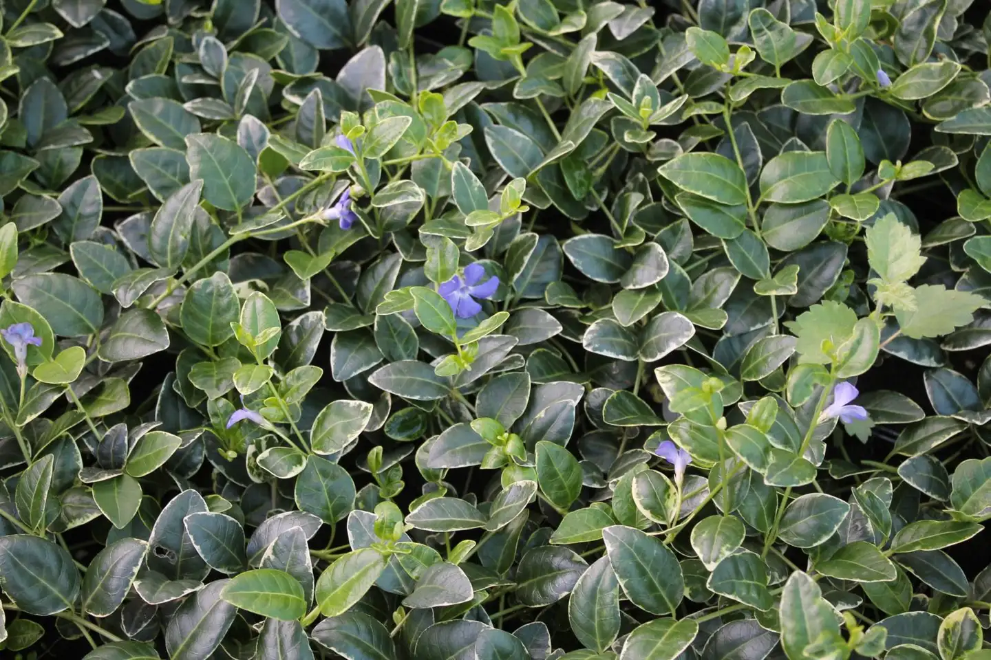 Pikkutalvio 'Ralph Shugert' Vinca minor