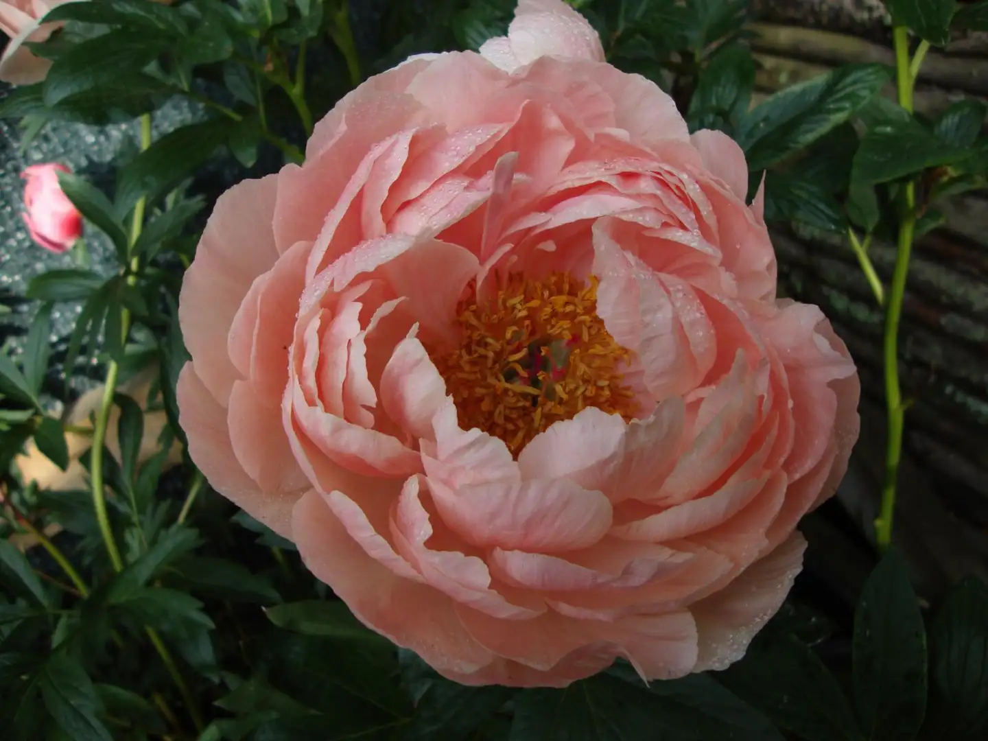 Kiinanpioni 'Coral Sunset' Paeonia lactiflora