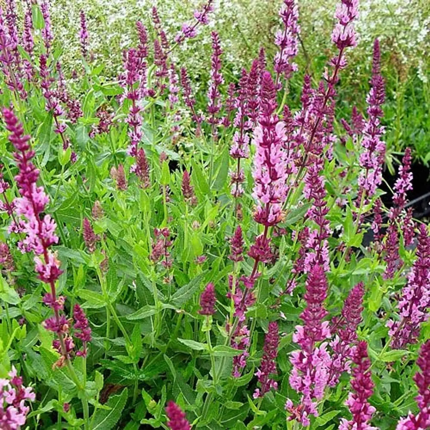 Loistosalvia 'Rose Queen' Salvia x sylvestris