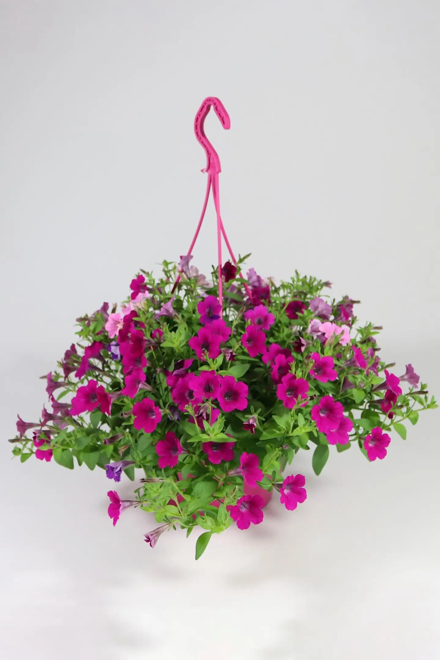 Pink mix amppeli 23 cm - 1