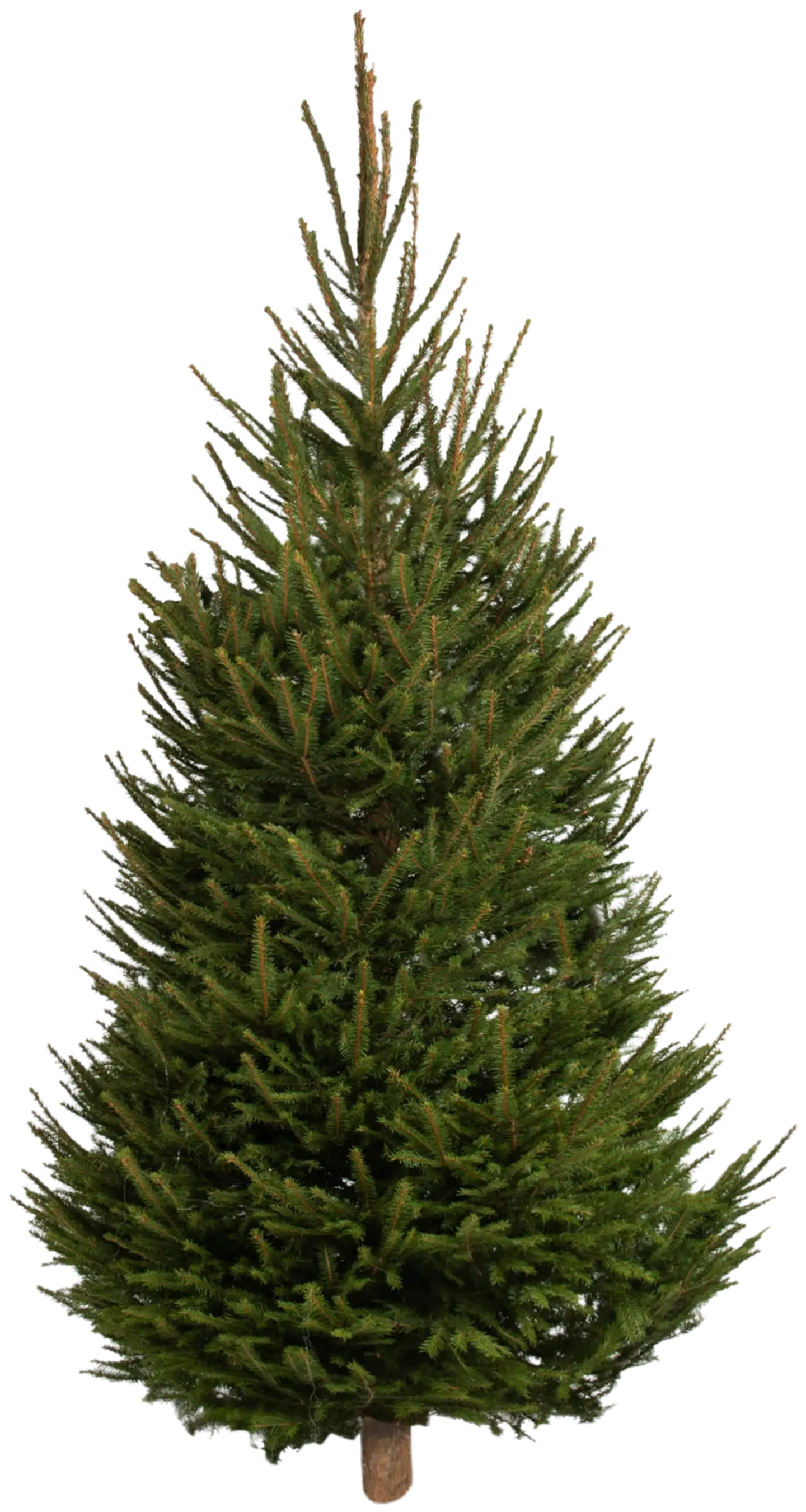 Joulukuusi, suomalainen metsäkuusi Picea abies, koko 1-1,5 m - 1