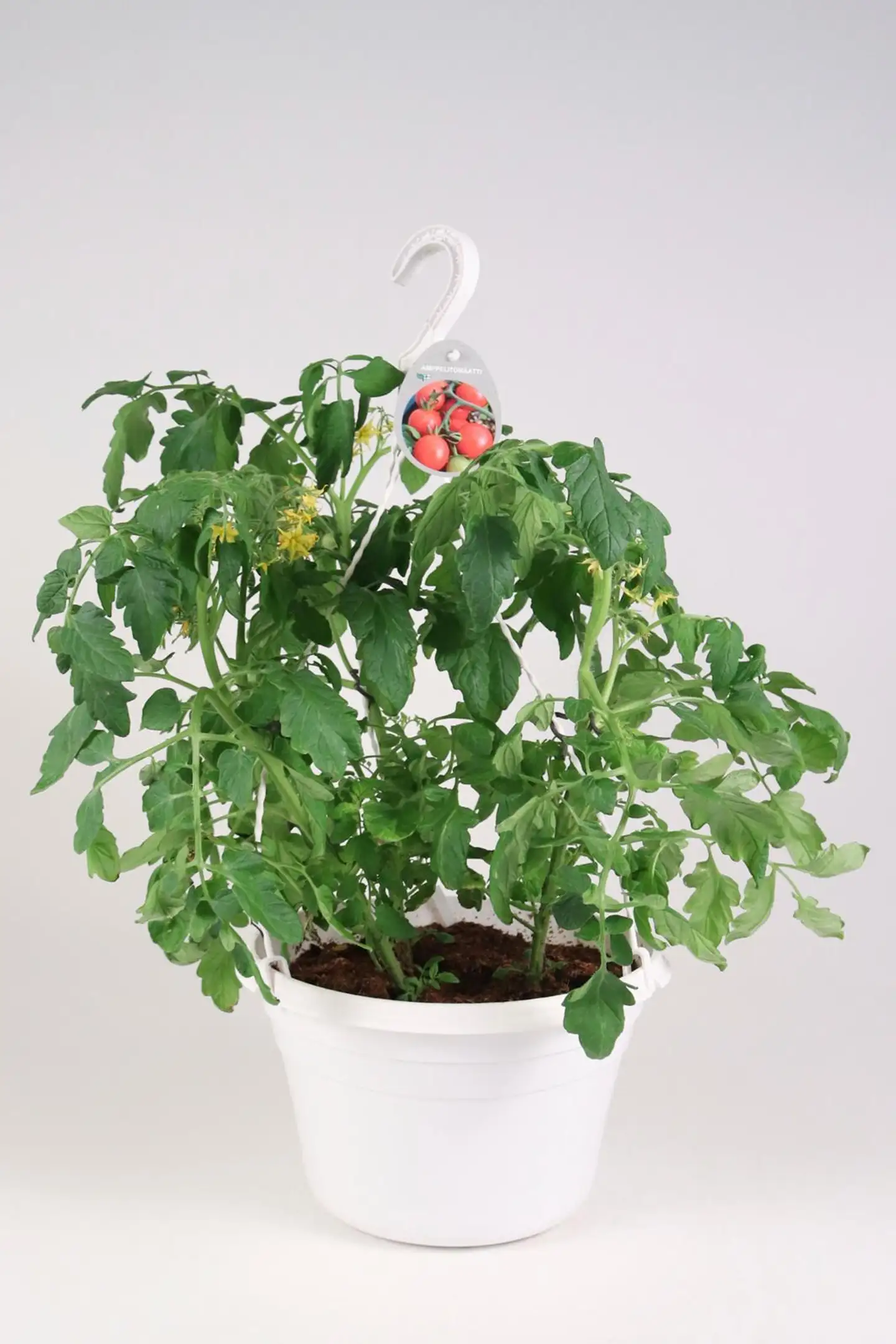 Tomaattiamppeli 'Tumbling Tom' 23 cm ruukussa