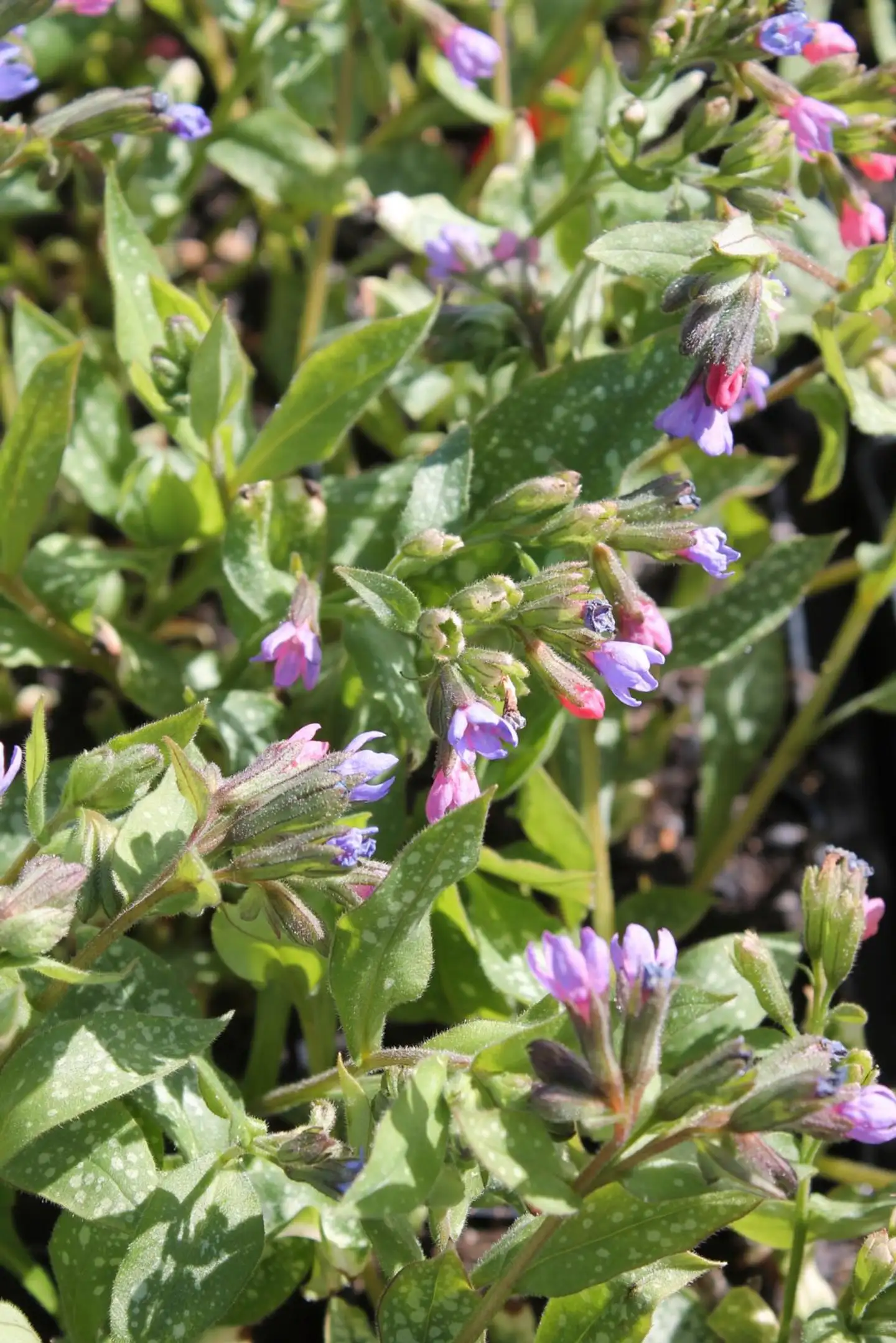 Tarhaimikkä 'Majeste' Pulmonaria 'Majeste'