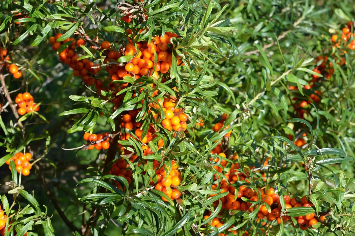 Tyrni 'Julia' emi 2 l astiataimi Hippophae rhamnoides 'Julia'