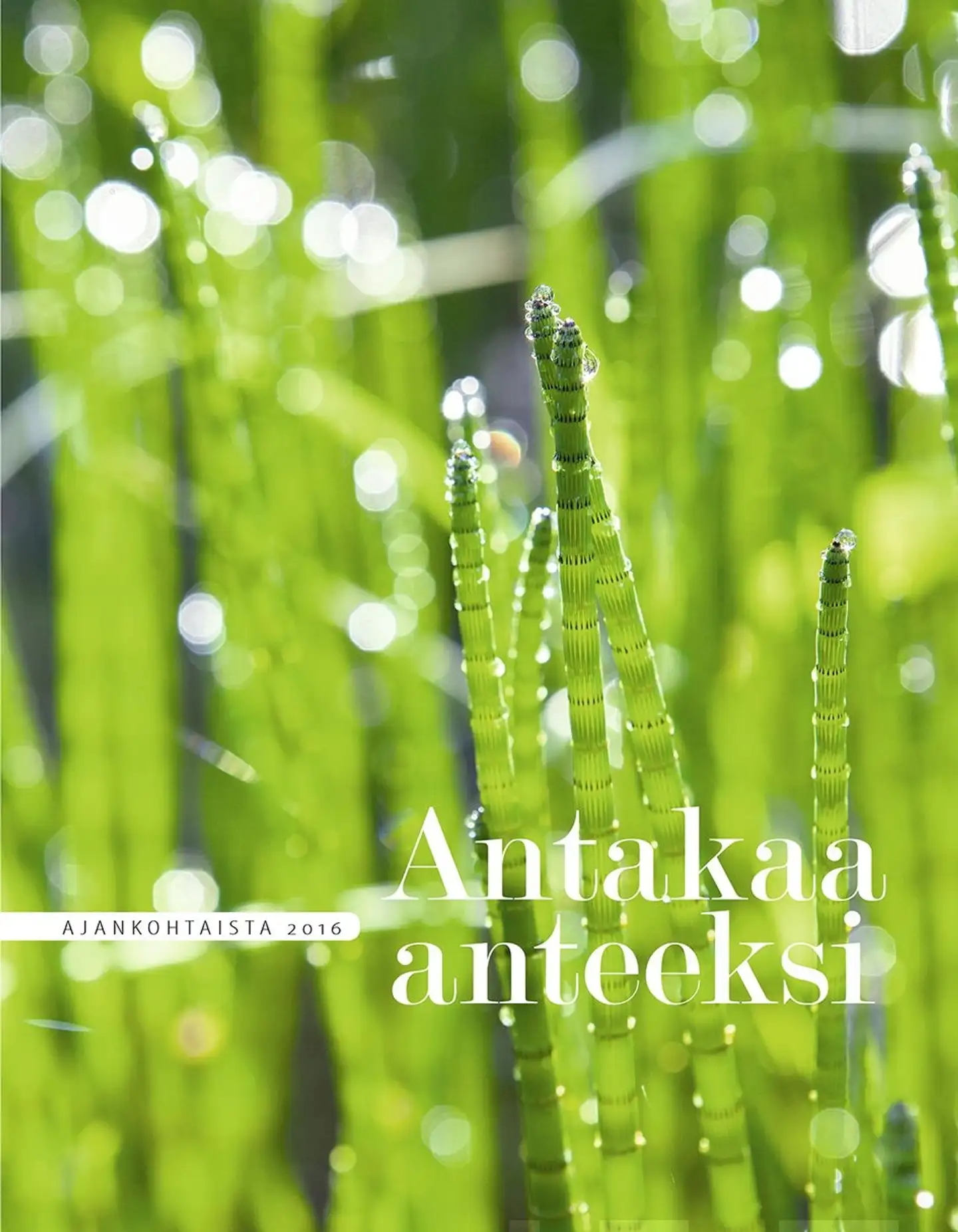 Antakaa anteeksi - Ajankohtaista 2016