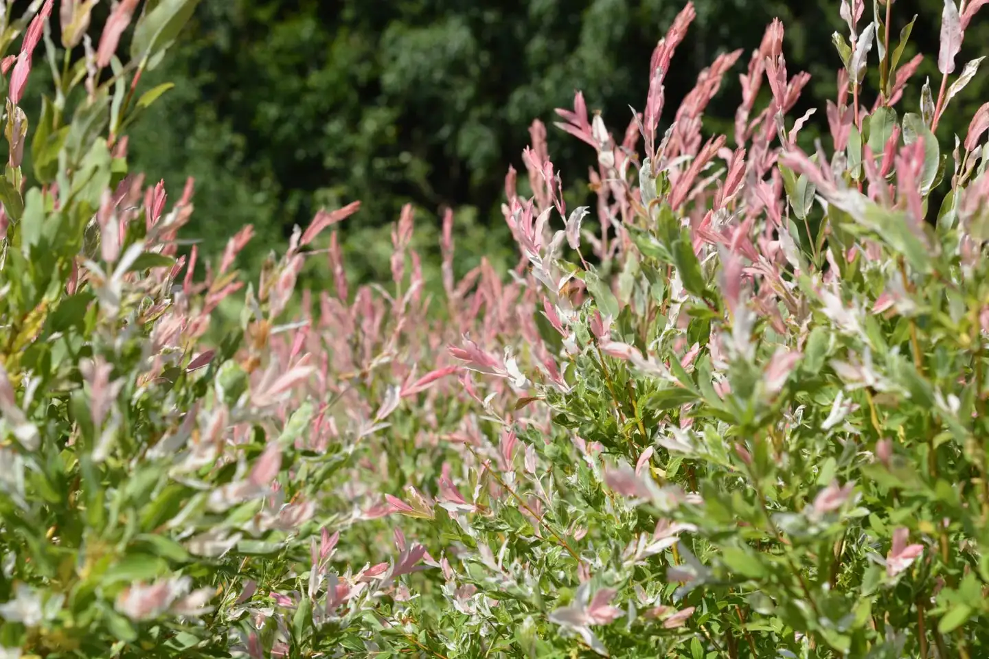 Hakuropaju ’Hakuro Nishiki’ 3 l astiataimi Salix integra 'Hakuro Nishiki'