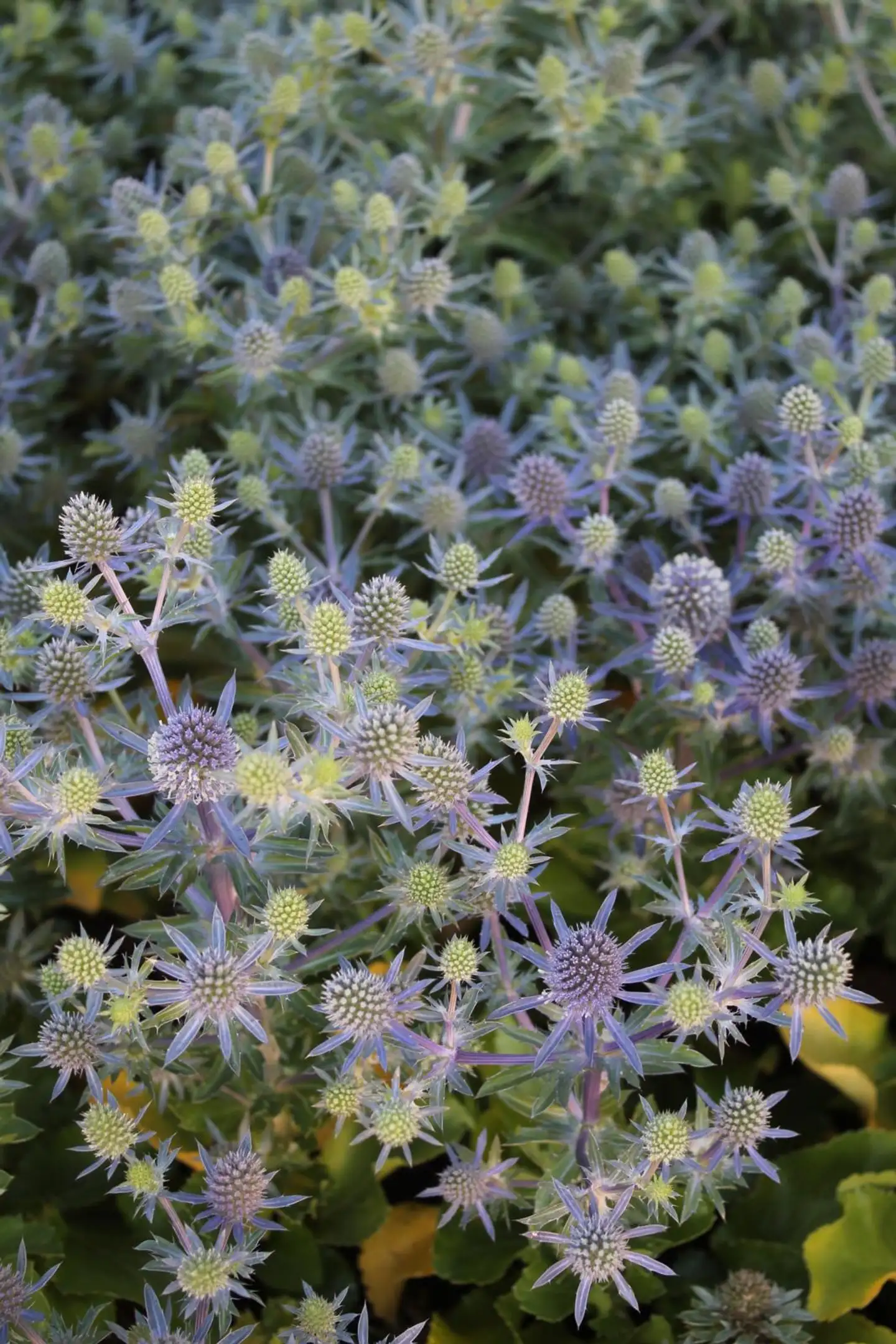 Sinipiikkiputki 'Blue Hobbit' Eryngium planum