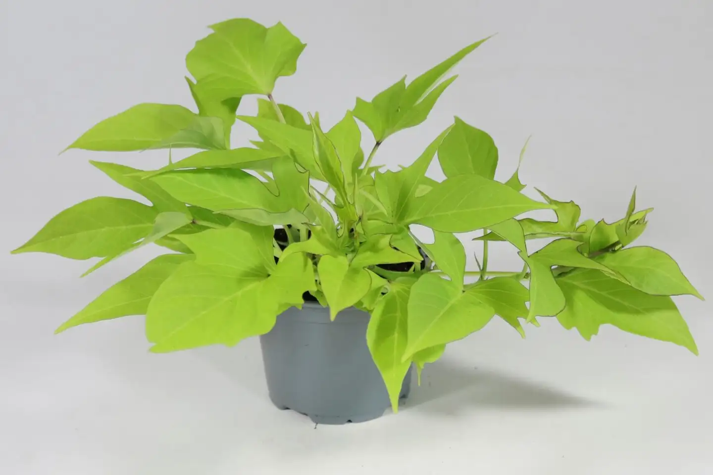 Bataatti 12 cm ruukussa - 2