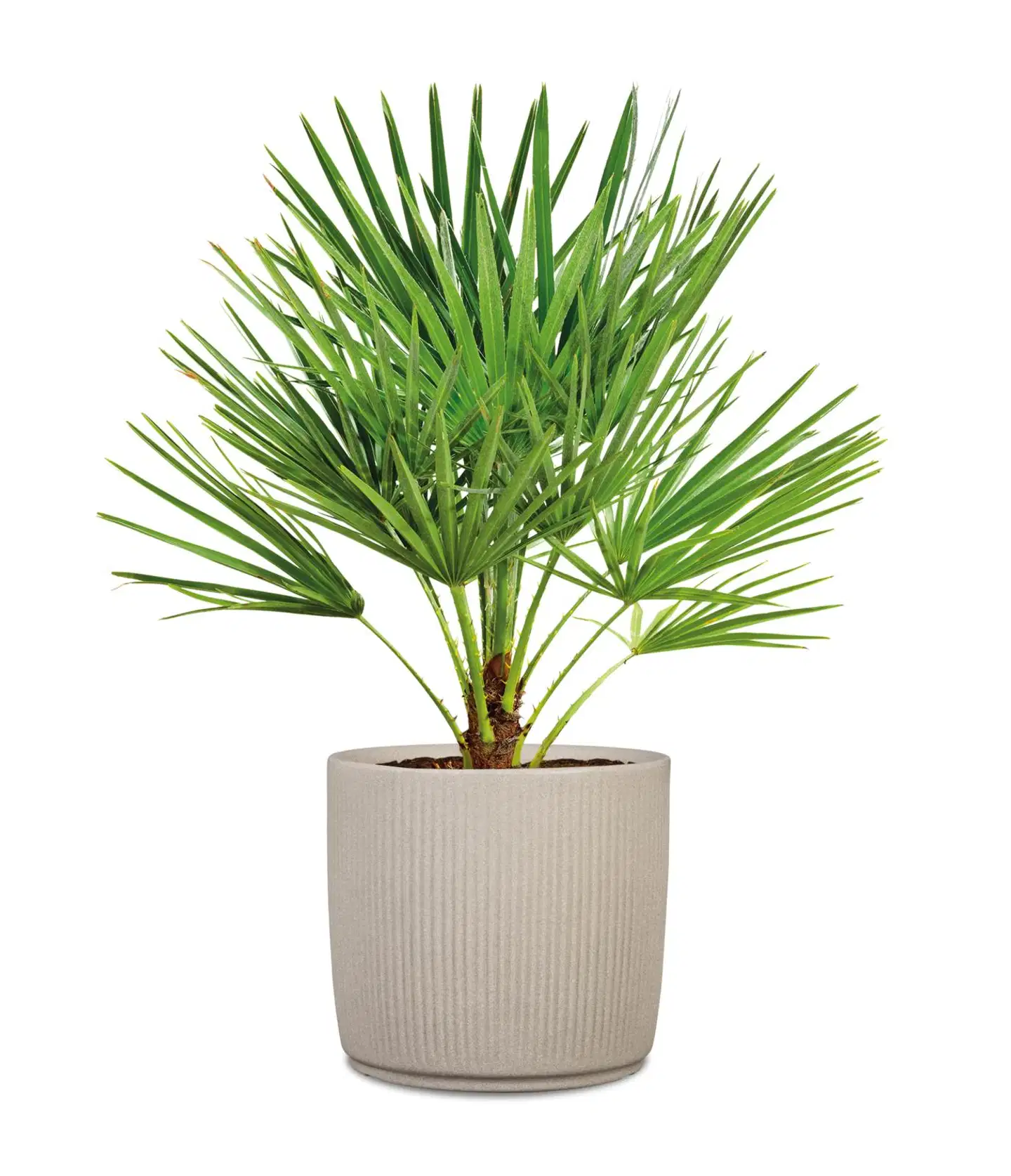 Scheurich ulkoruukku Linetto 259/47 hiekka - 2