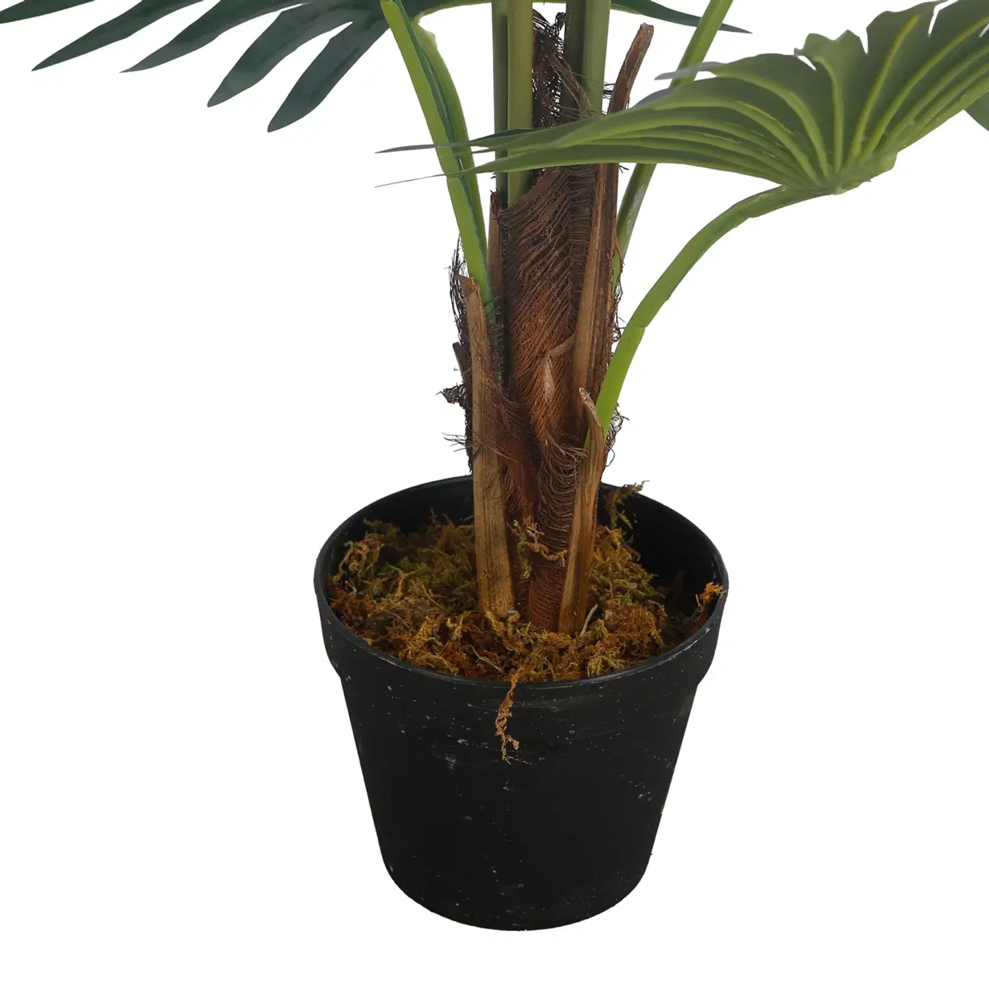 Lykke tekokasvi fan palm 100cm - 2