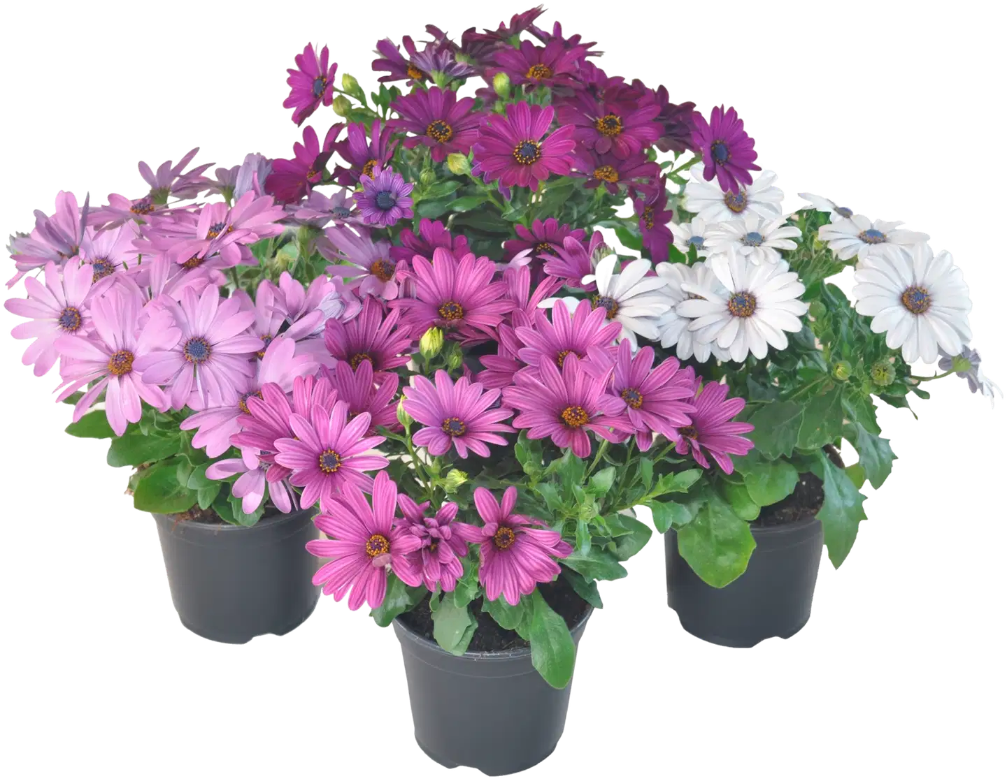 Tähtisilmä osteospermum 11 cm ruukussa
