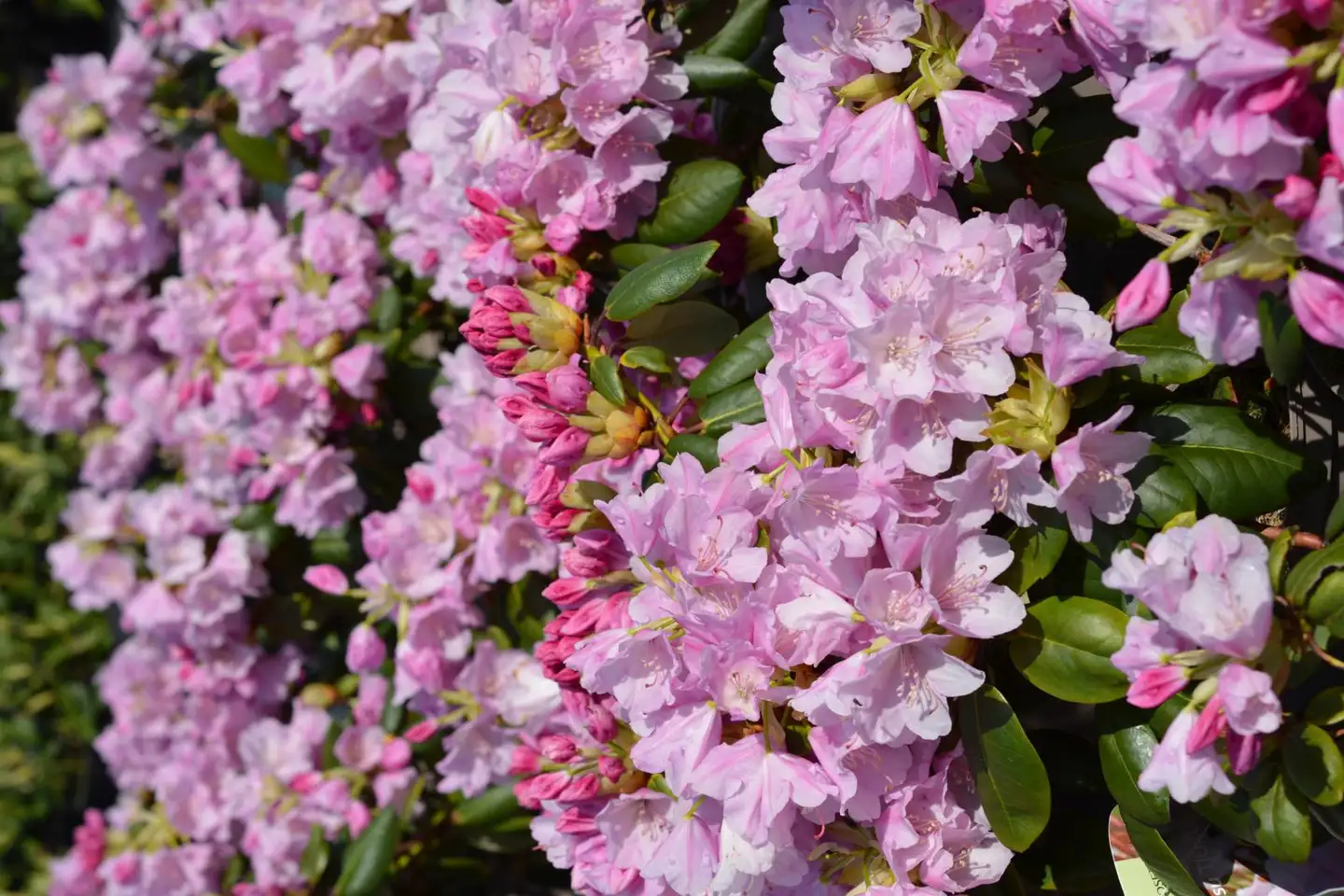 Alppiruusu ’Tiuku’ FinE (Finnish Elite) 20–30 cm 4 l astiataimi Rhododendron 'Tiuku'