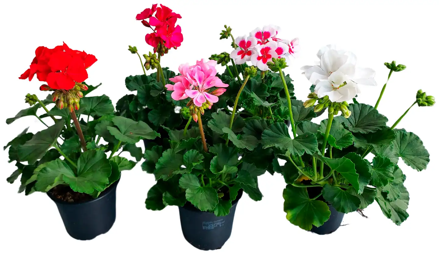 Pelargonia 12cm