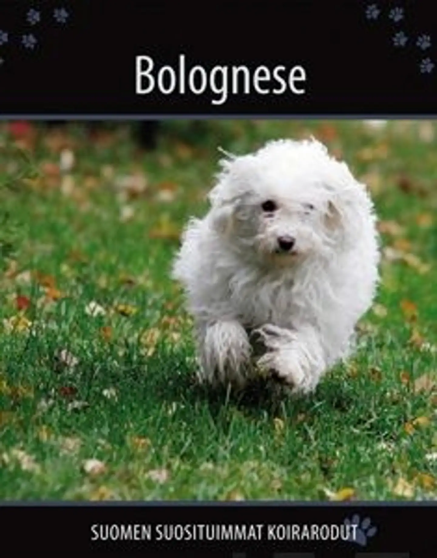Bolognese