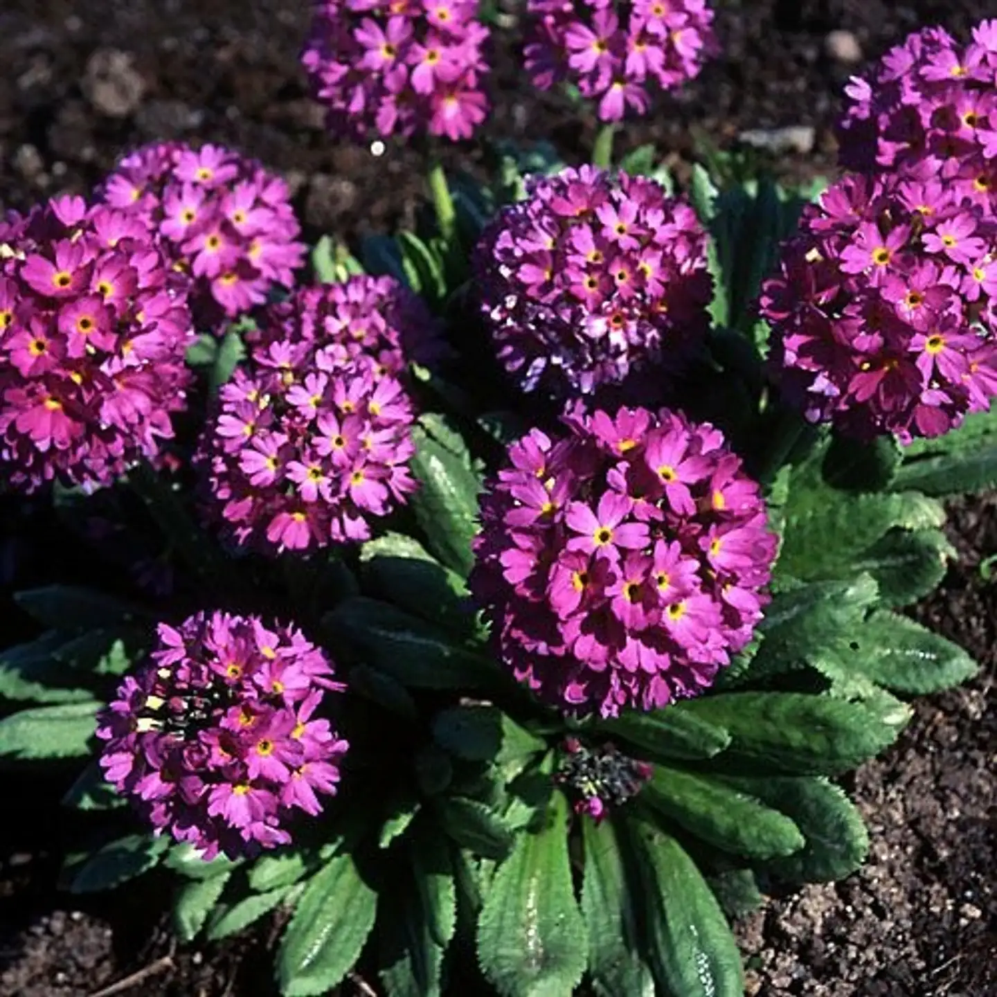 Palloesikko Primula denticulata