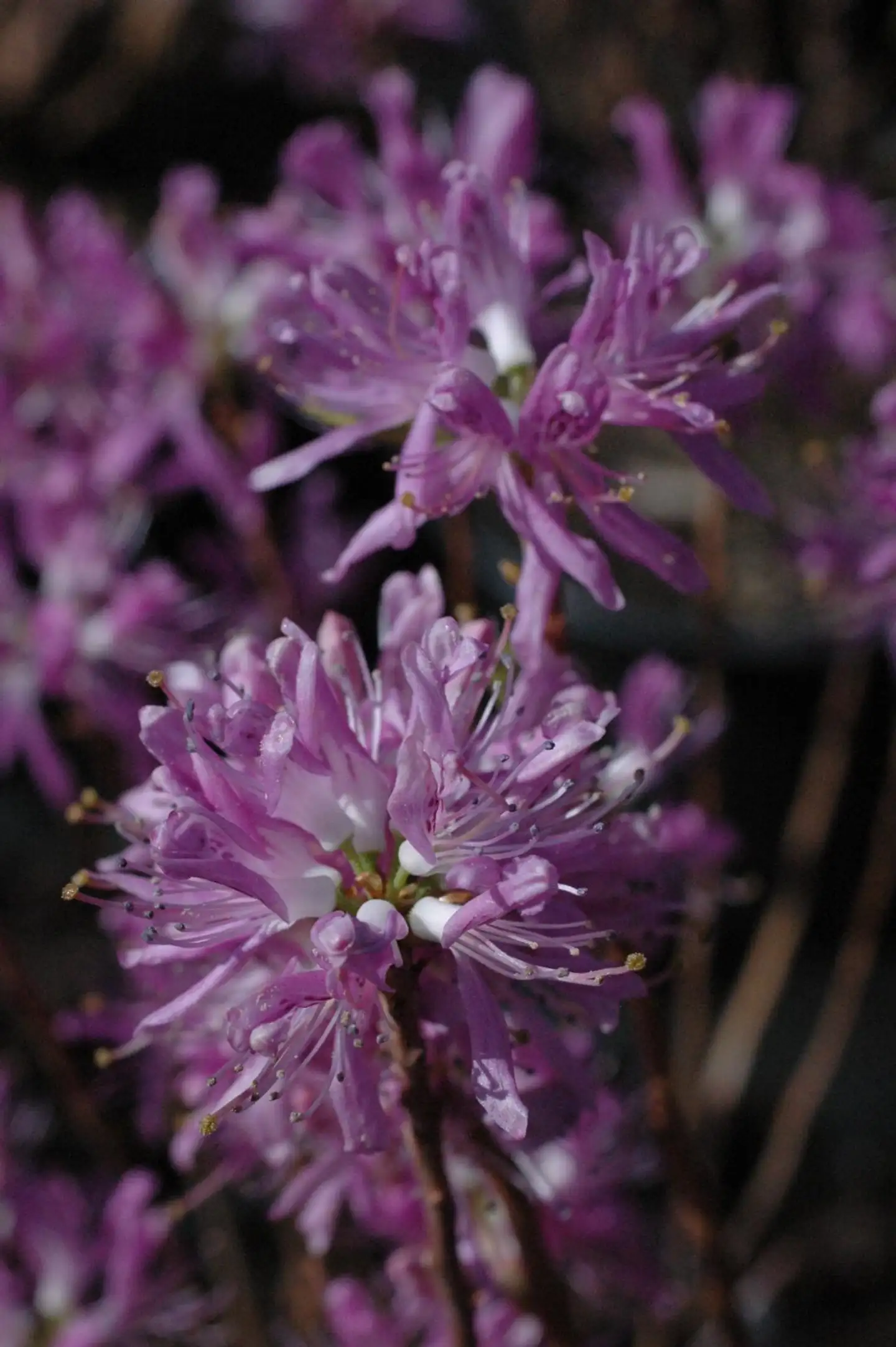 Kanadanatsalea 'Violetta' astiataimi 3l ruukuss