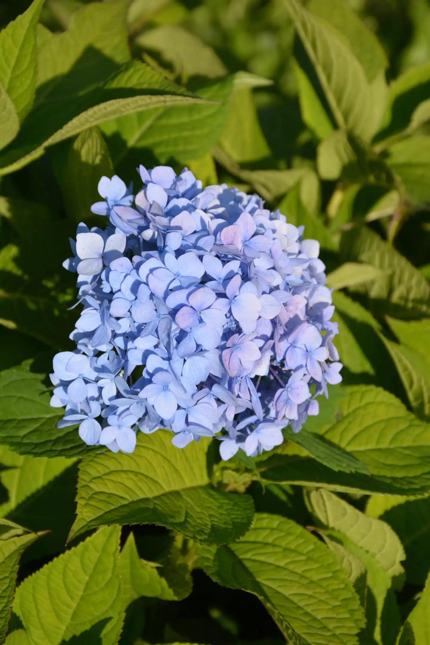 Jalohortensia 'Endless Summer' astiataimi 3l ruukussa - 1