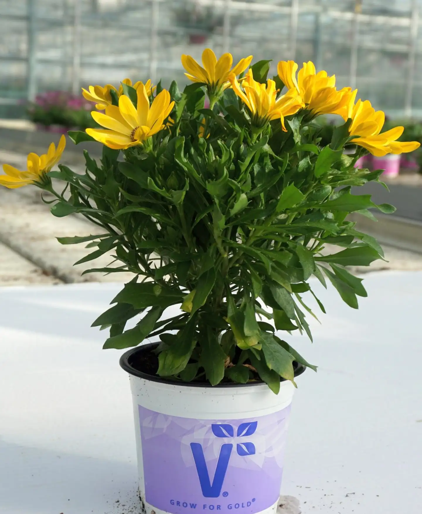 Tähtisilmä Osteospermum 12 cm ruukussa