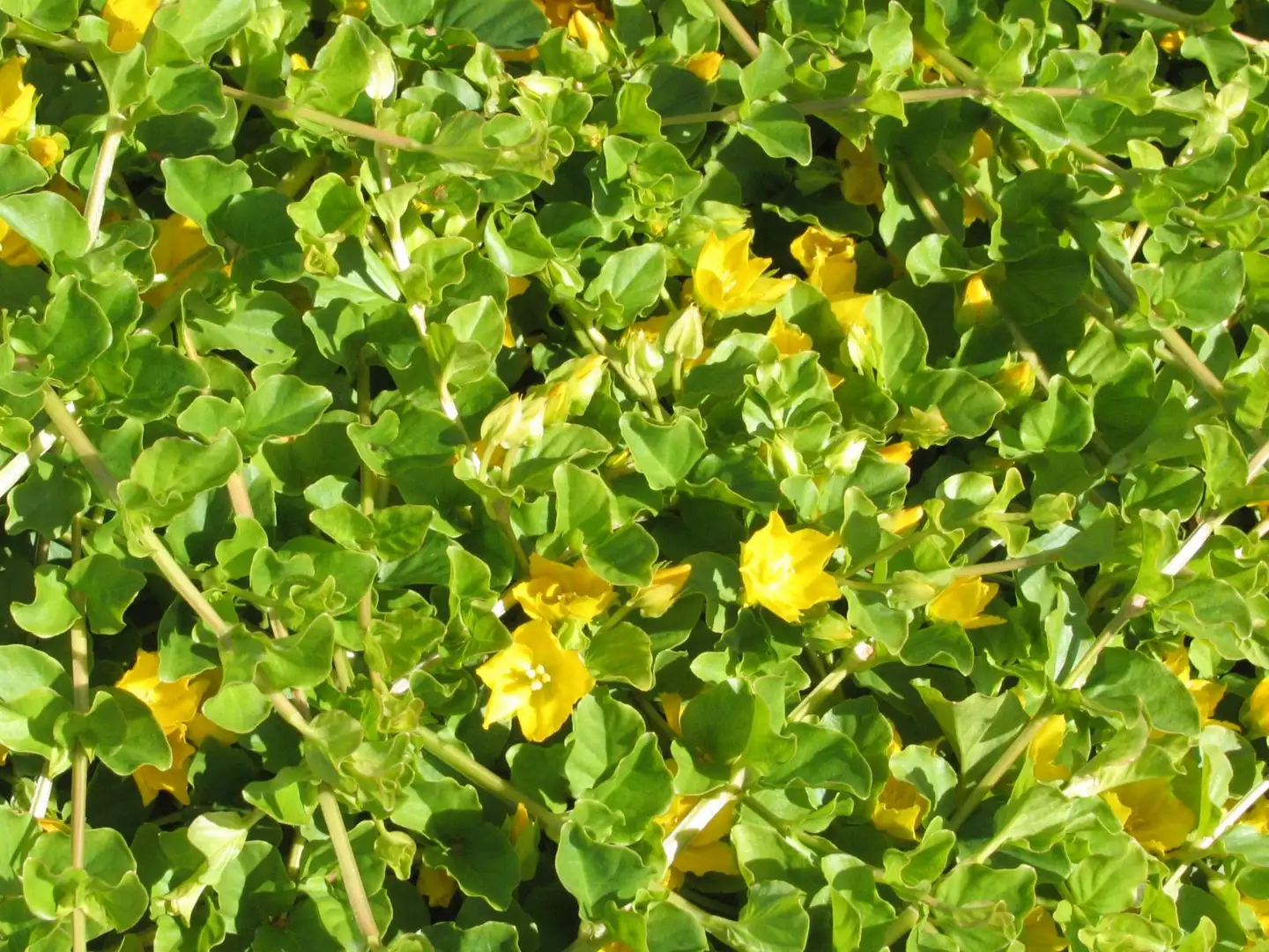 Suikeroalpi Lysimachia nummularia