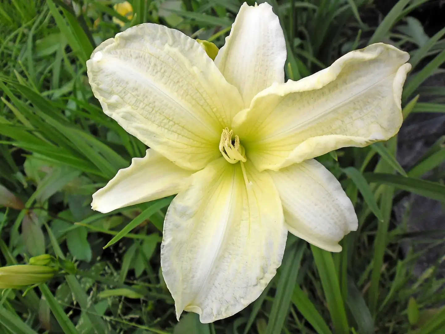 Tarhapäivänlilja 'Joan Senior' Hemerocallis