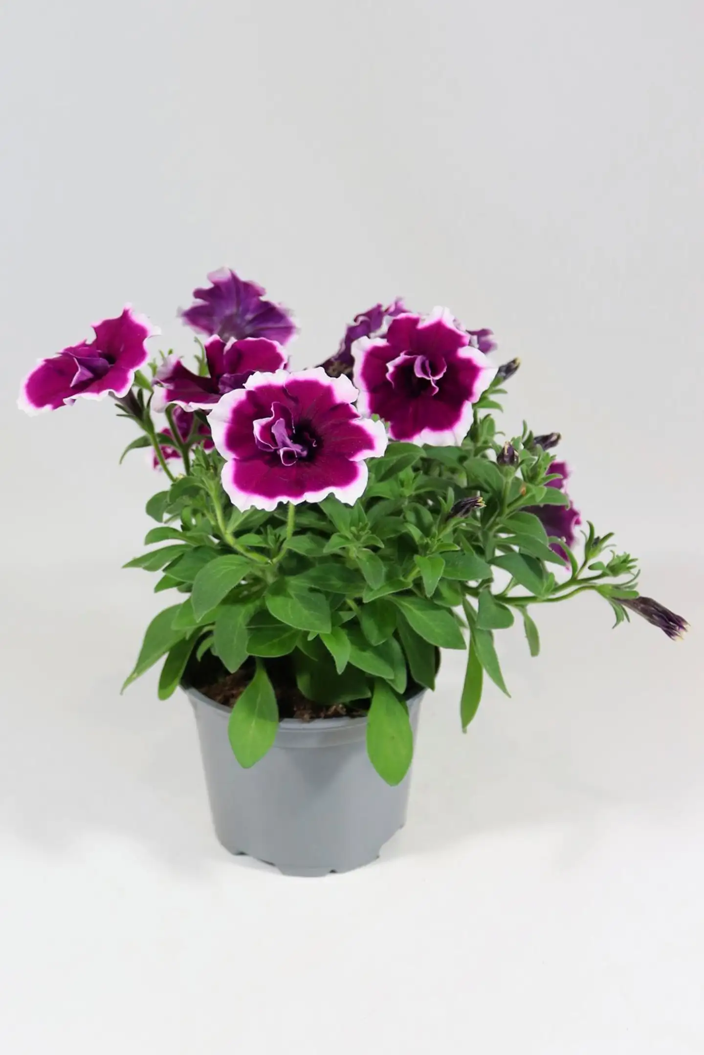 Petunia erikoislajikkeiden mix 12 cm riippuvat amppelilajikkeet - 6