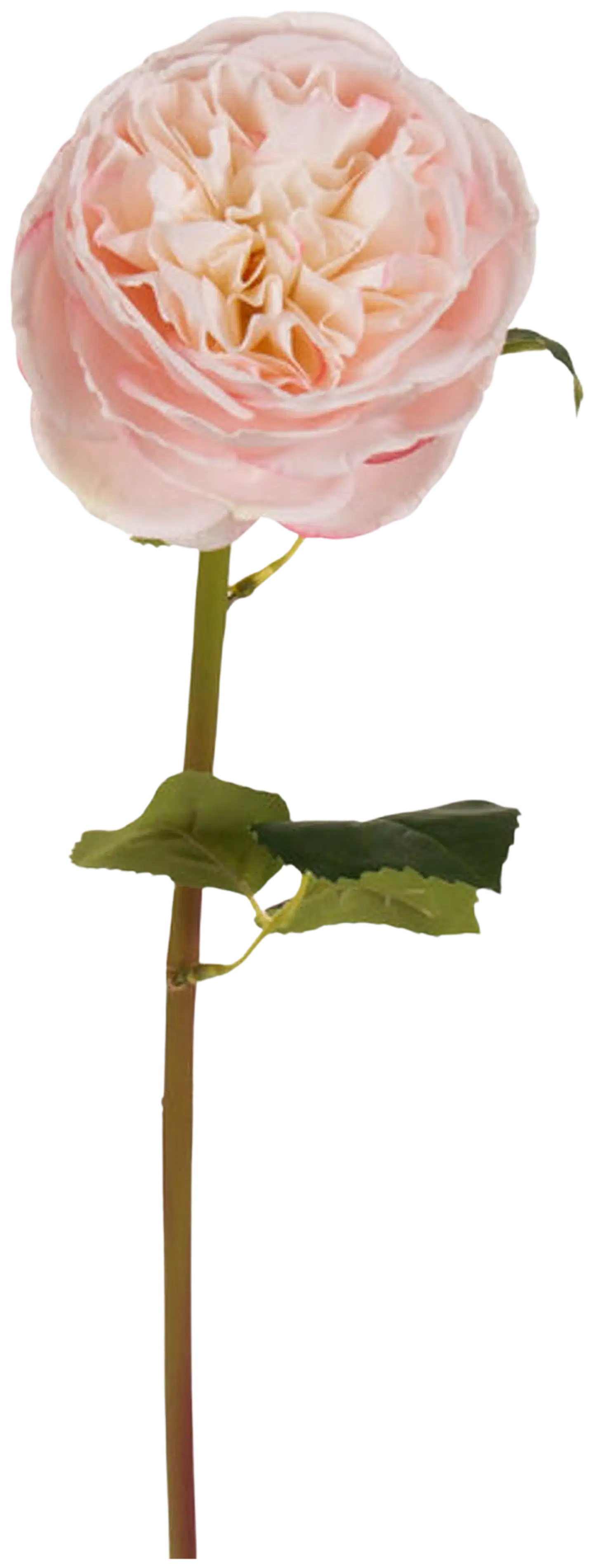 AmandaB Ruusu vaaleanpunainen 60cm