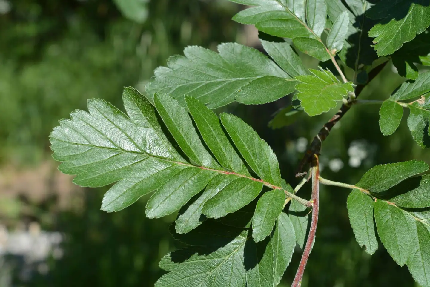 Suomenpihlaja 150-250 cm astiataimi Sorbus hybrida