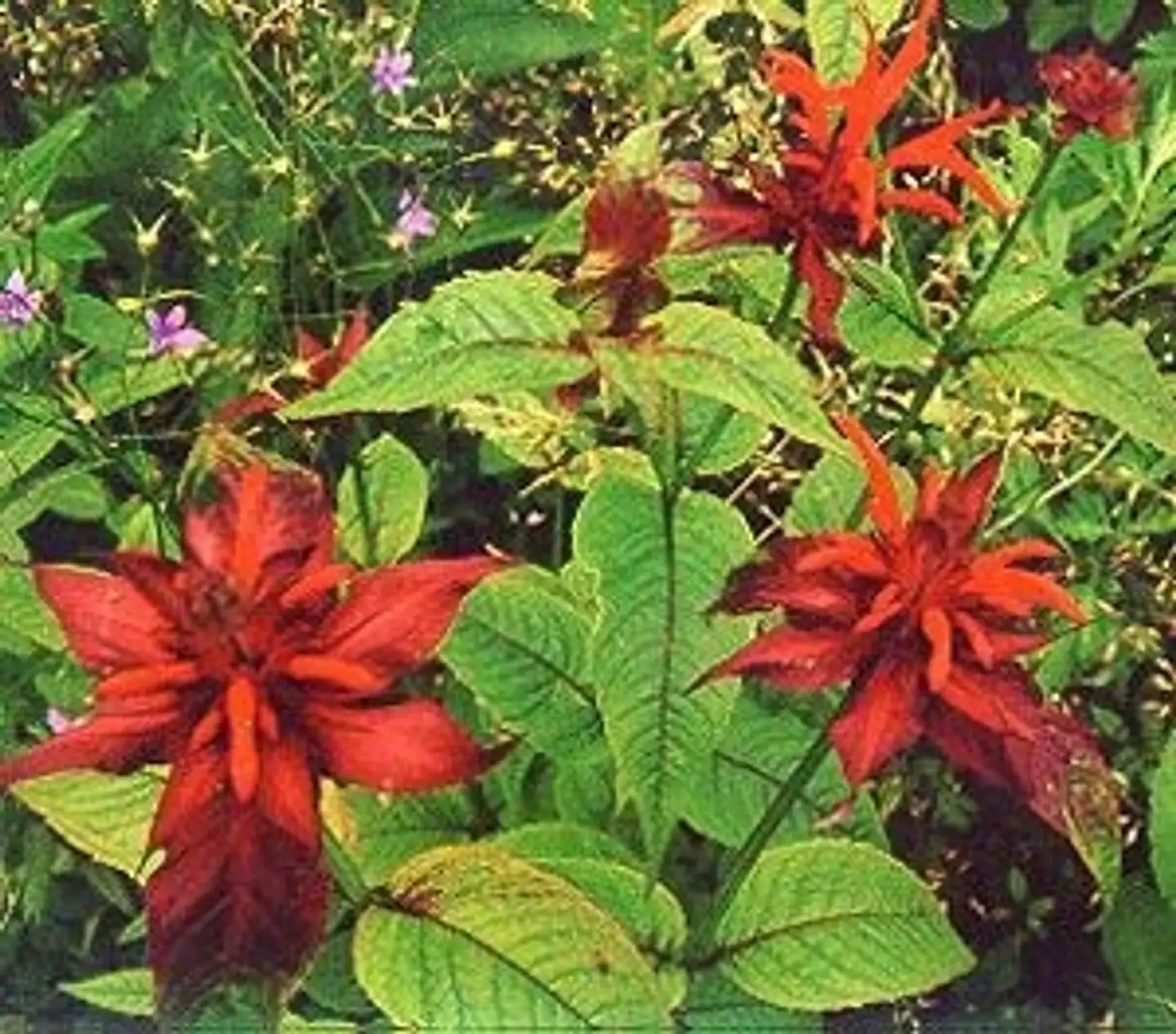 Punaväriminttu Monarda didyma